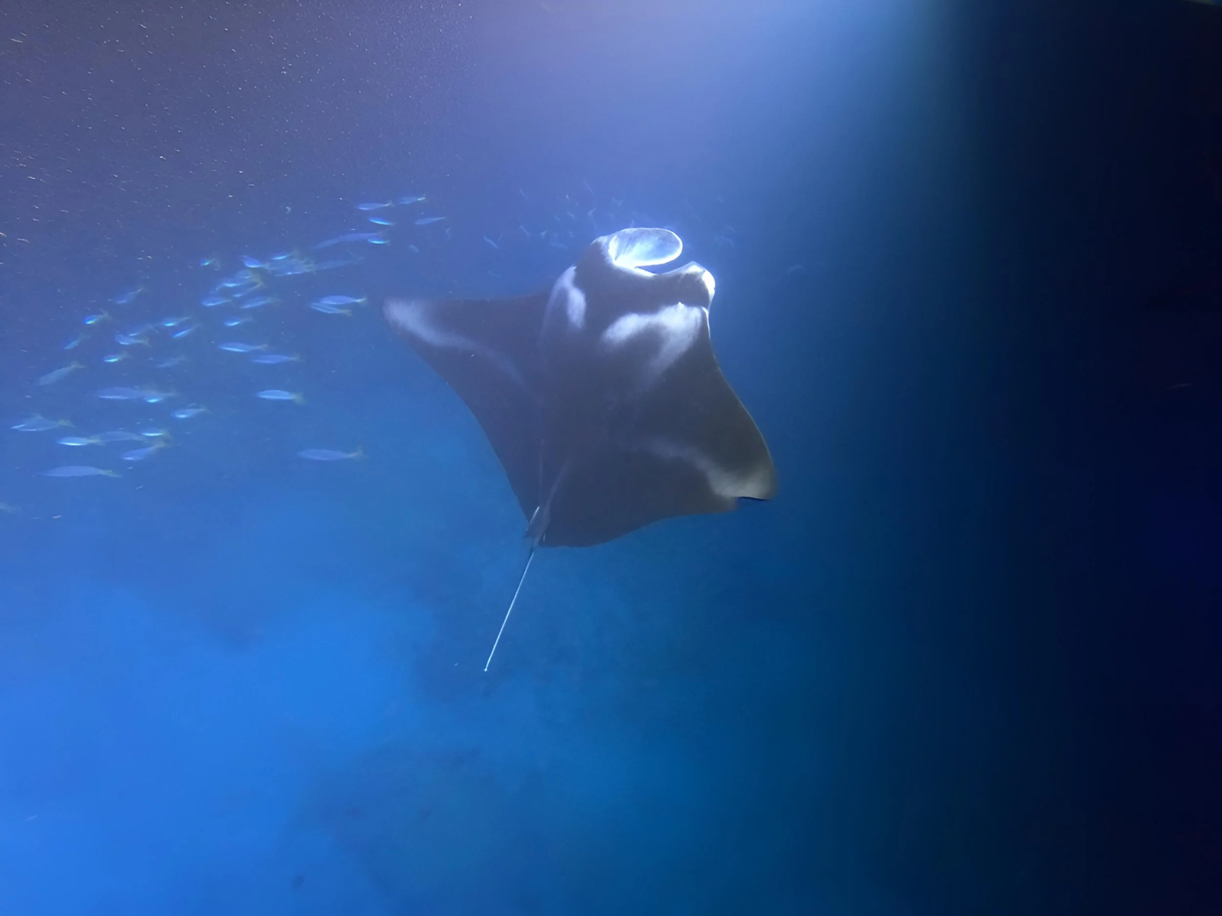 Big Island Hawaii - Snorkeling with Manta Rays off The Big Island, Hawaii. This excursion takes place in the evening when the Manta Rays feed.