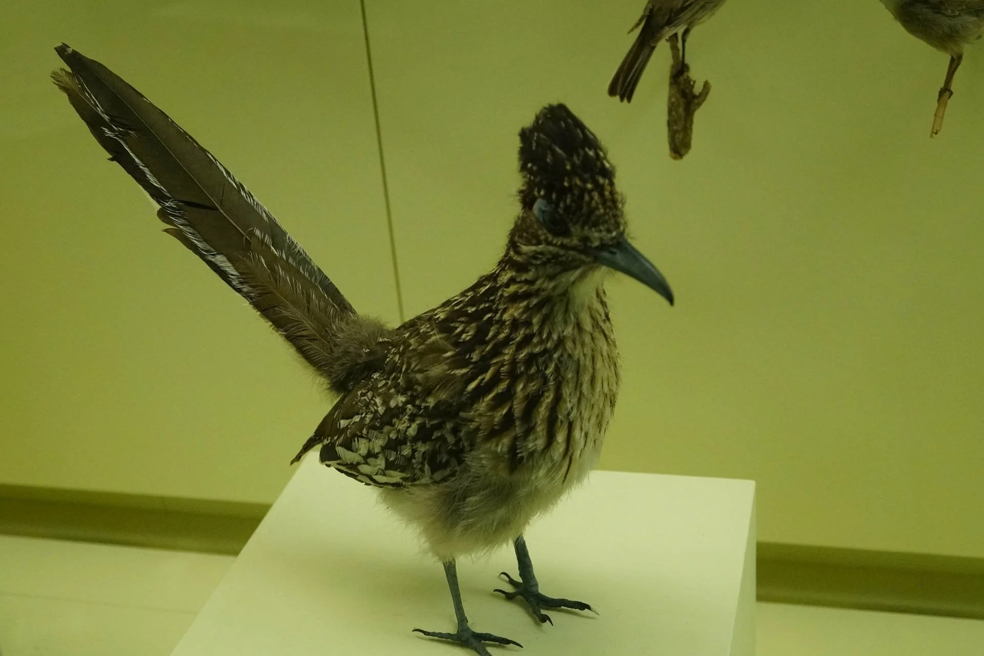 Museum of Natural History: Greater Roadrunner