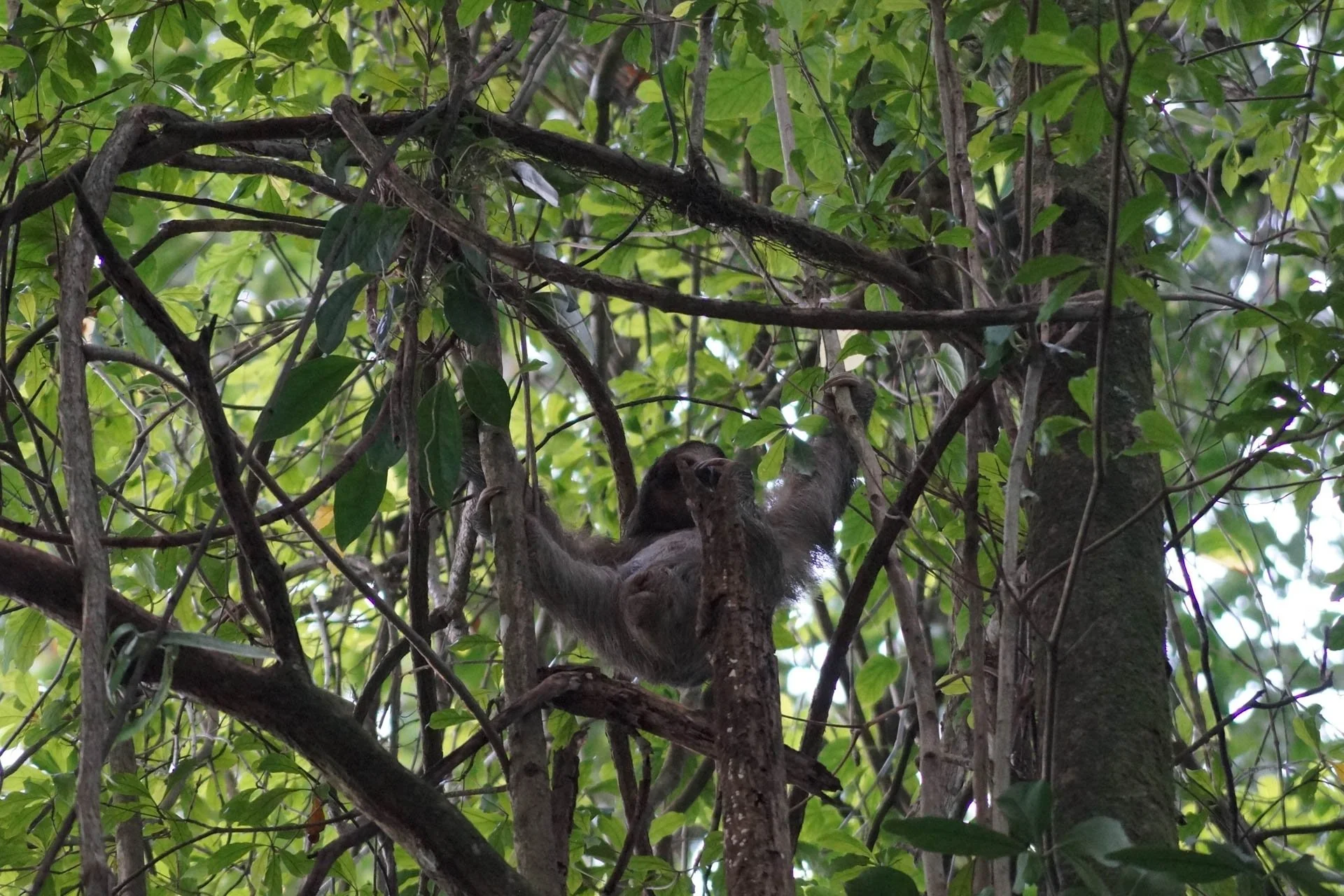 Sloth