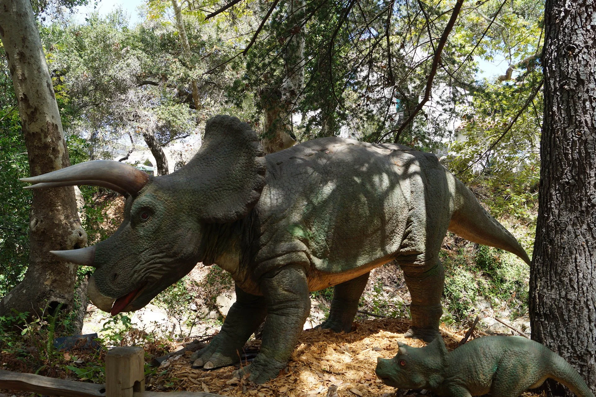 Museum of Natural History: Triceratops