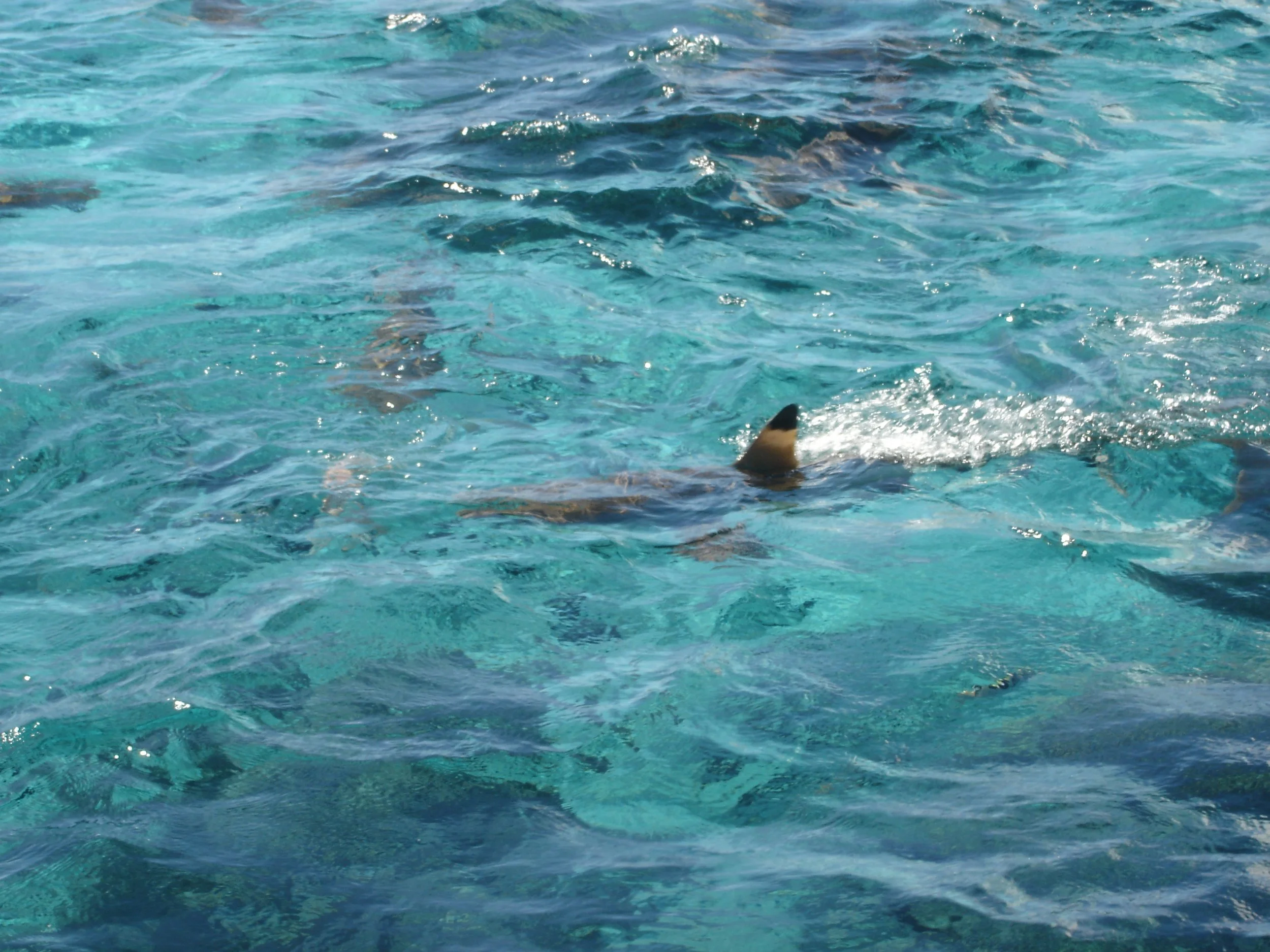Moorea - Black-tipped Reef Sharks. I had the opportunity to snorkel with them. They aren't usually dangerous and are rather skittish and tend to stay away from people.