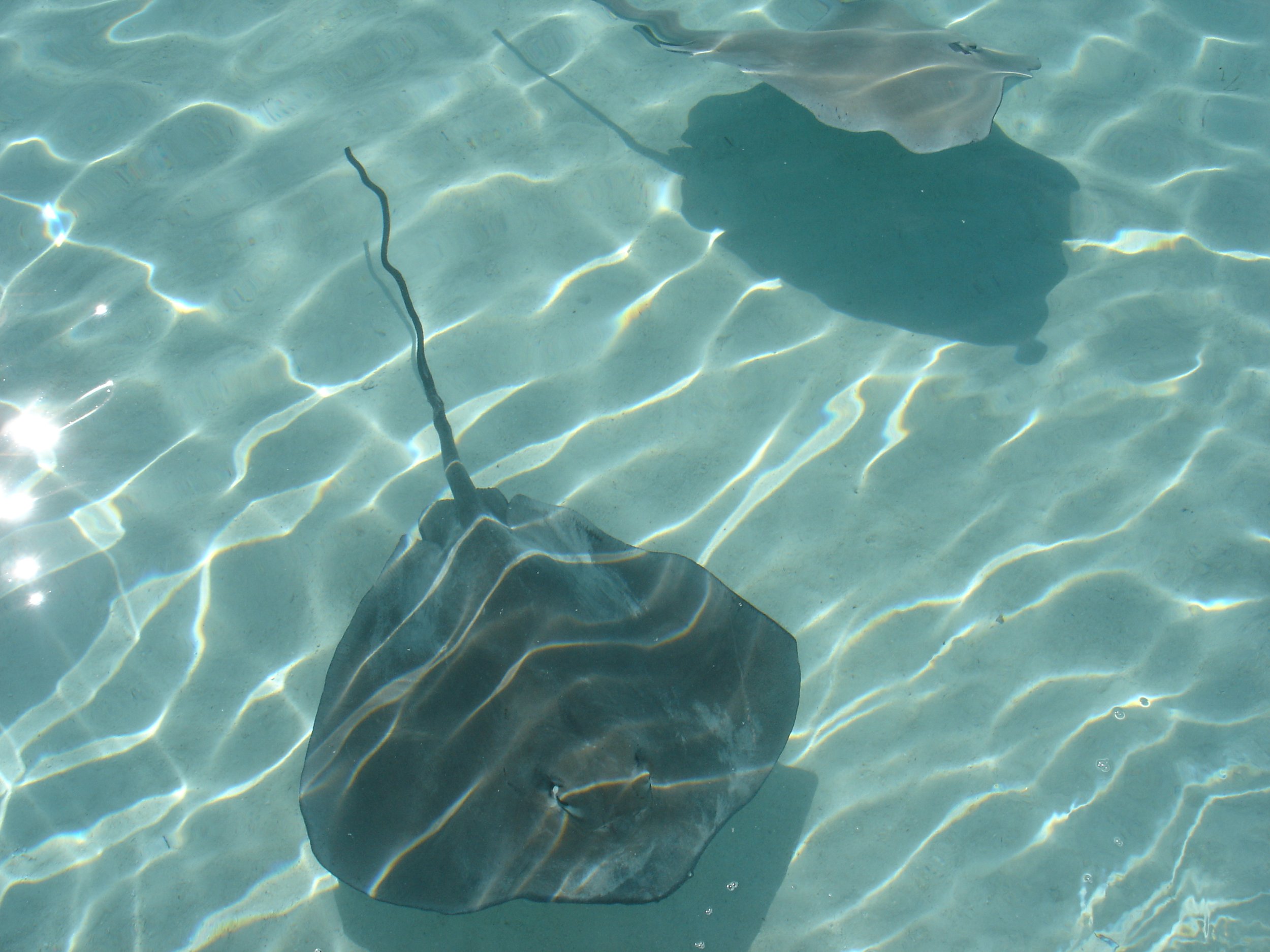 Moorea - I was also able to swim with sting rays. They're pretty docile and as long as you stay away from their tail, they're pretty safe to be around. They're also rather friendly and seemed to enjoy coming up to us to be pet.