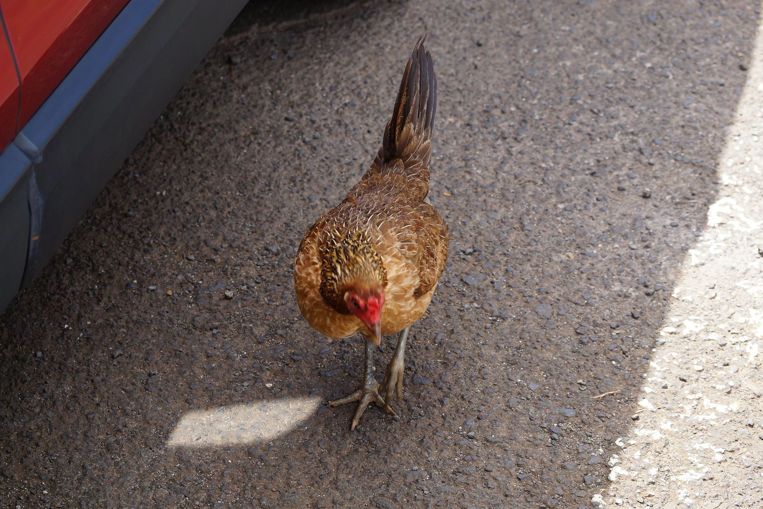 Chicken