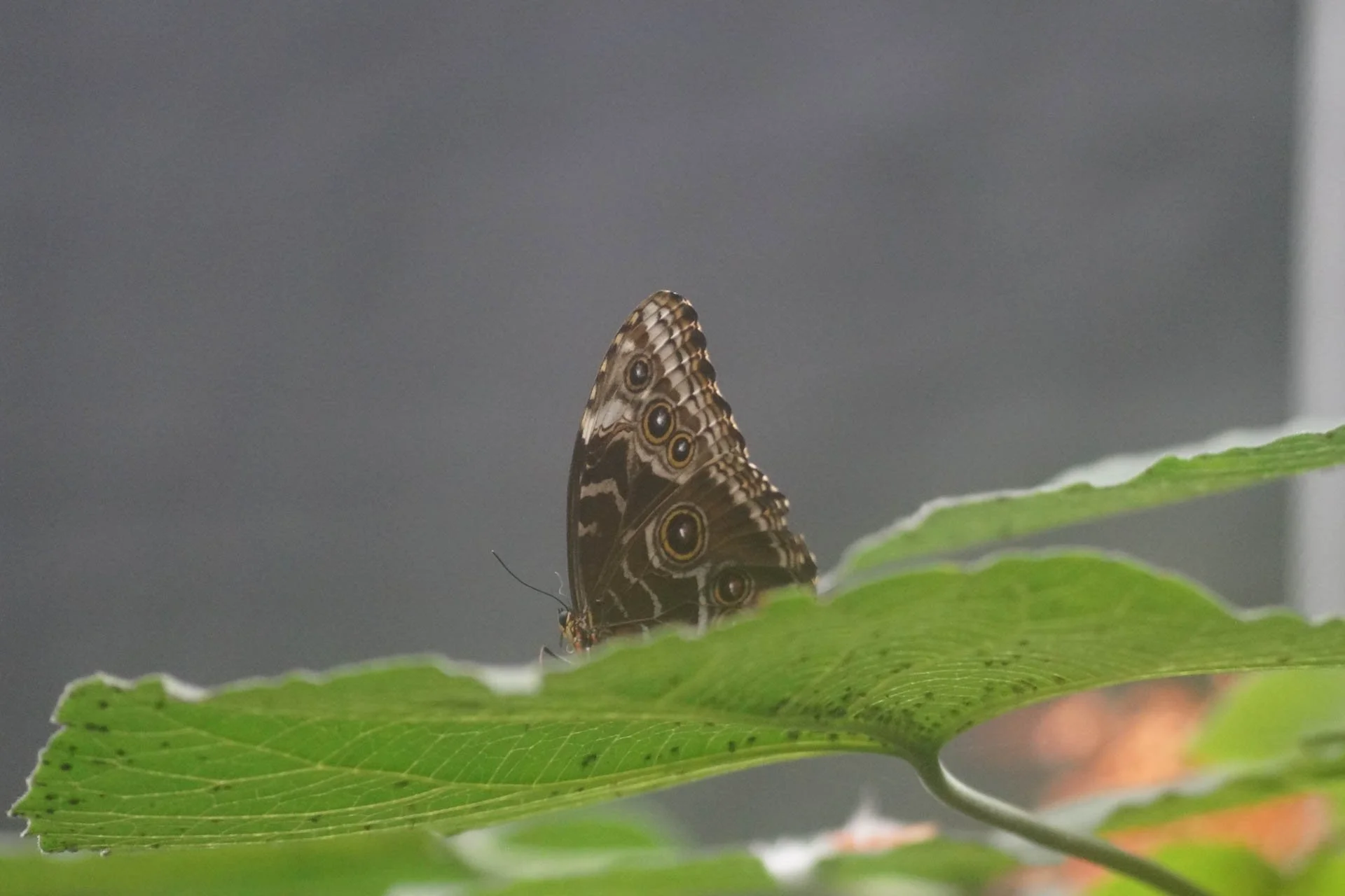 Butterfly Garden at Selvatura Park