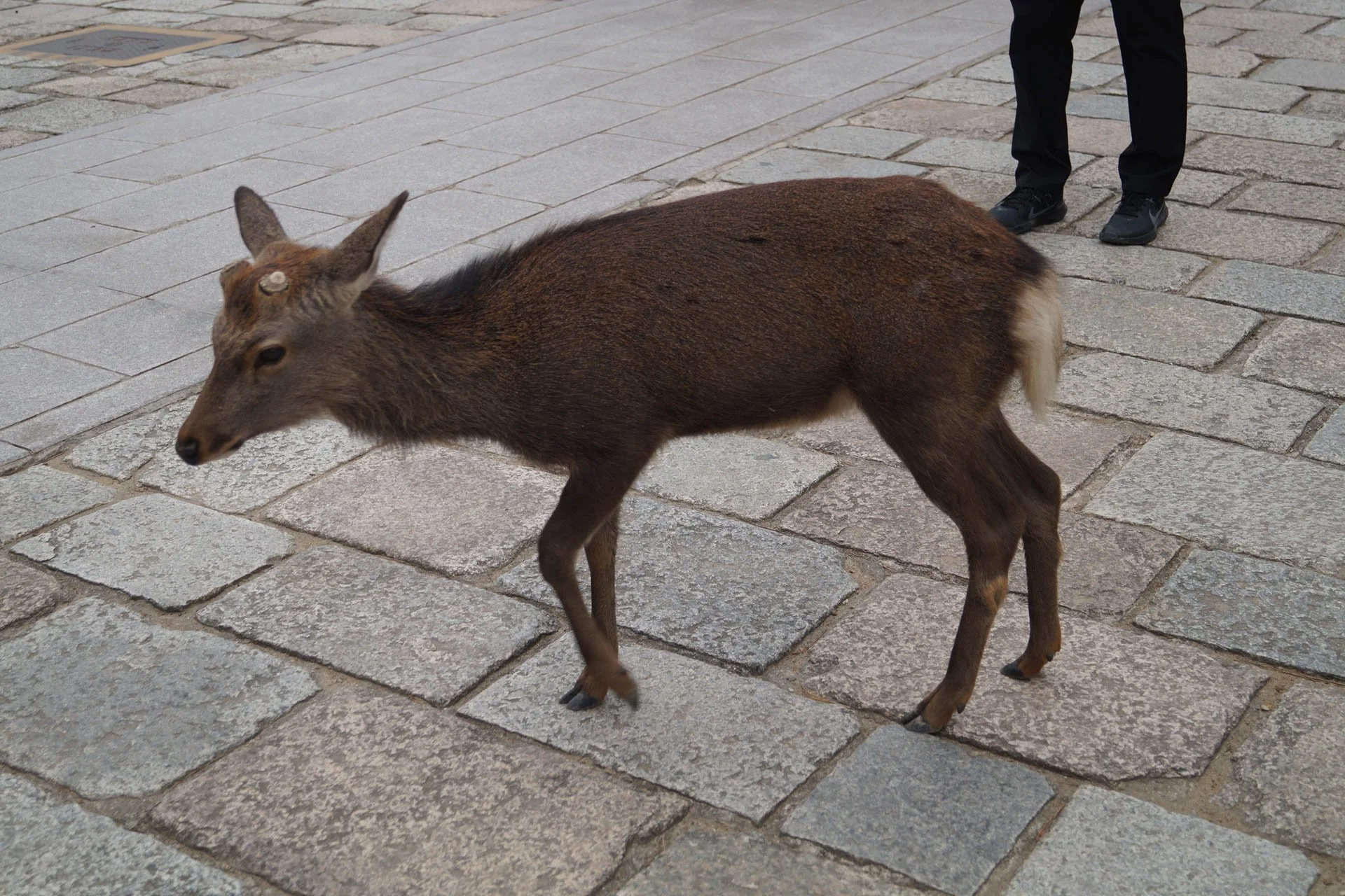 Kyoto - Deer at  Todai-ji Temple