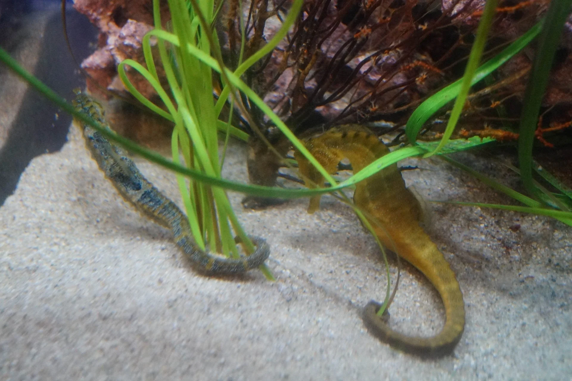 Sea Center: Pacific Seahorse