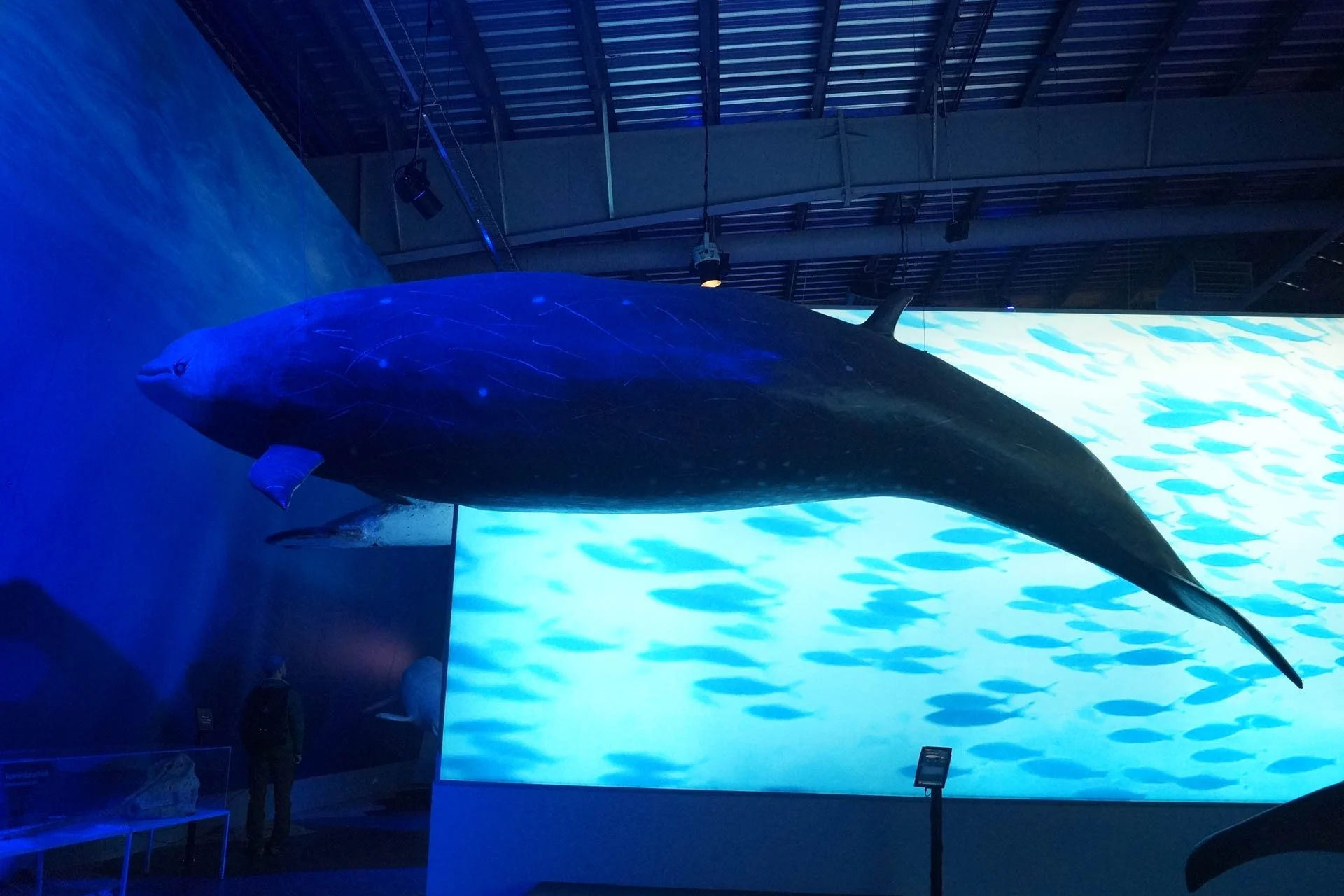 Whales of Iceland Exhibit