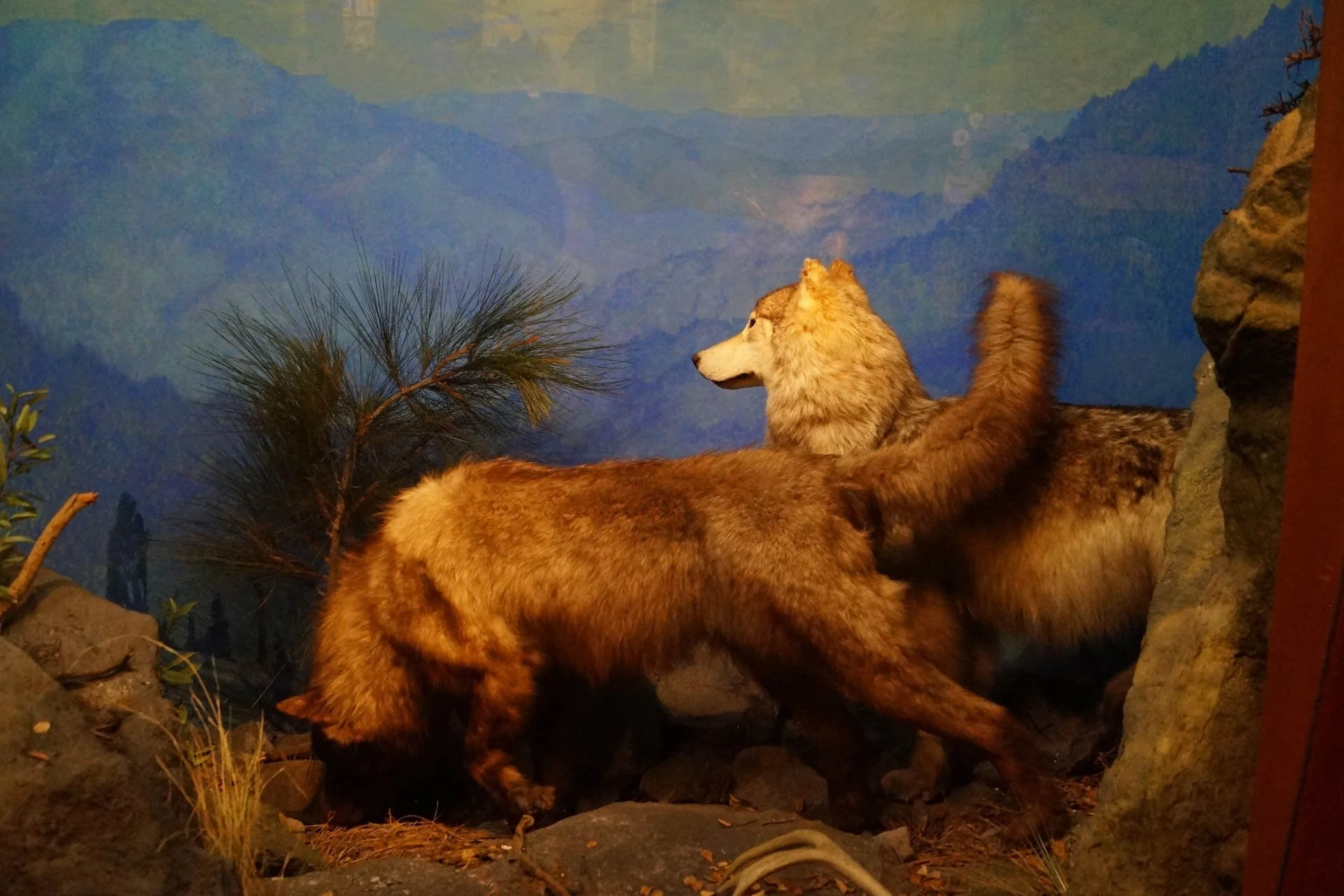 Museum of Natural History: Gray Wolves