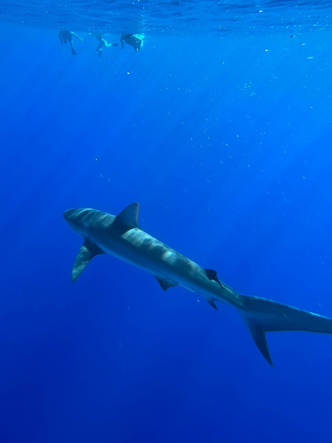 Shark Diving off Oahu - Galapagos Shark