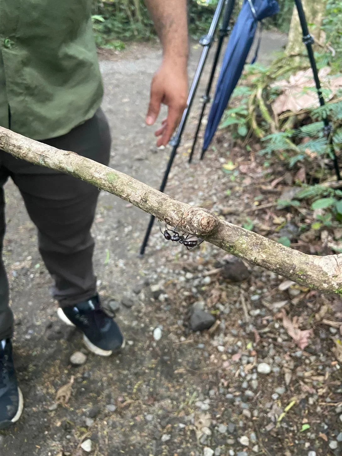 Sloth Watching Tour - Bullet Ant