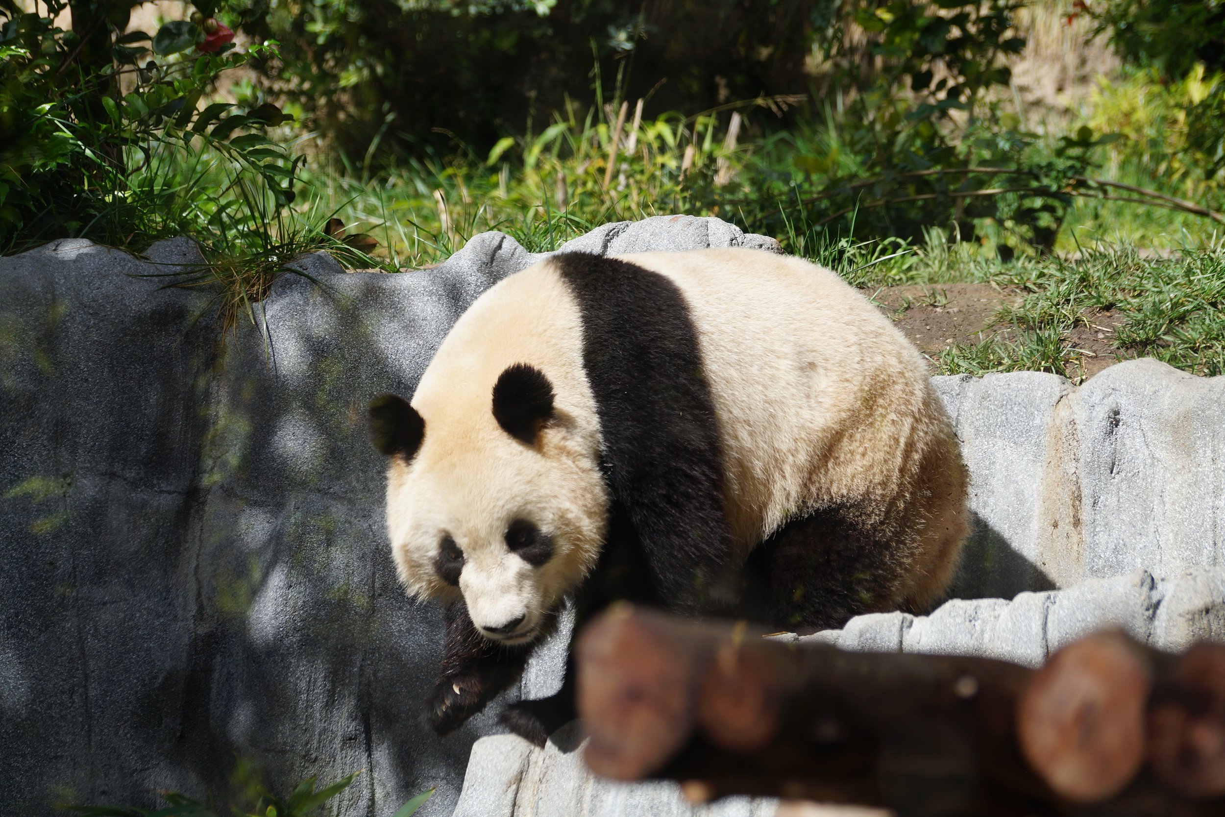 San Diego Zoo: Giant Panda