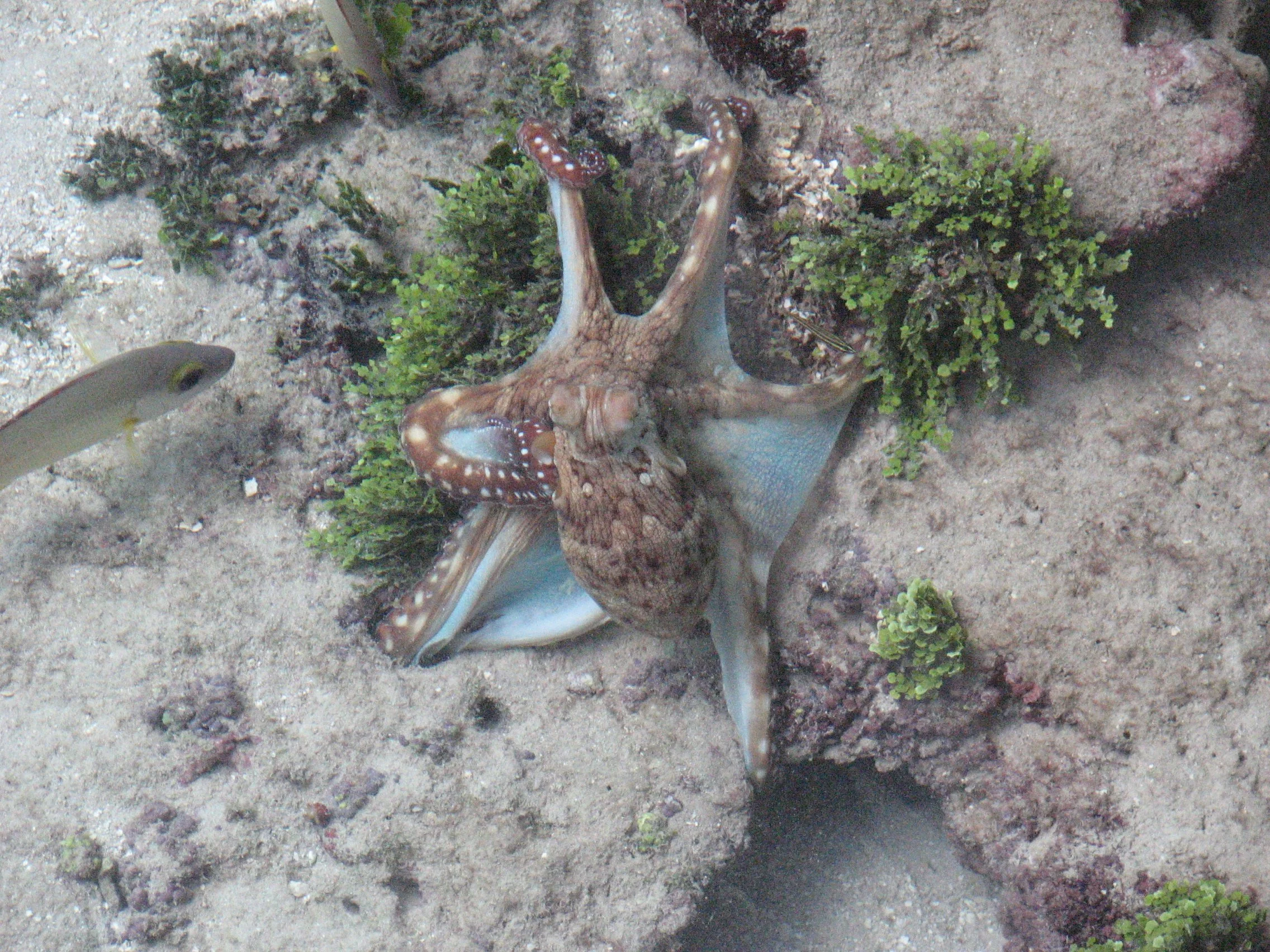 Huahine - Octopus