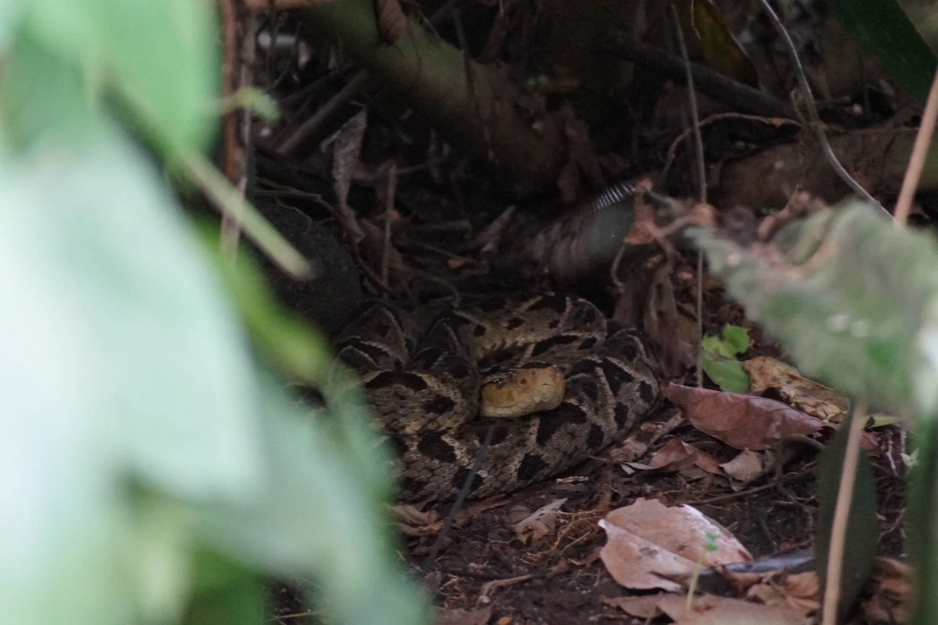 Sloth Watching Tour - Fer-de-Lance