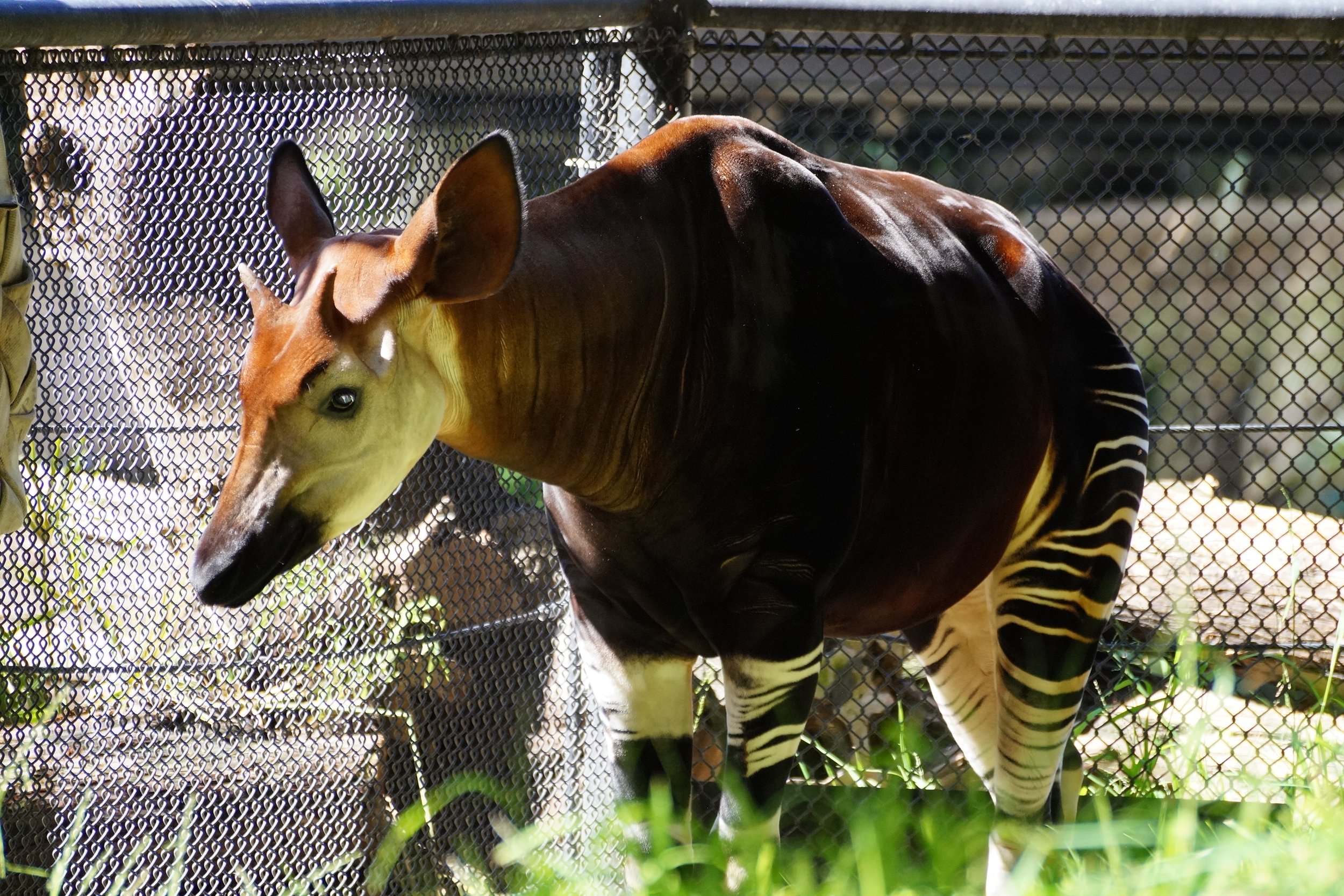 San Diego Zoo: Okapi