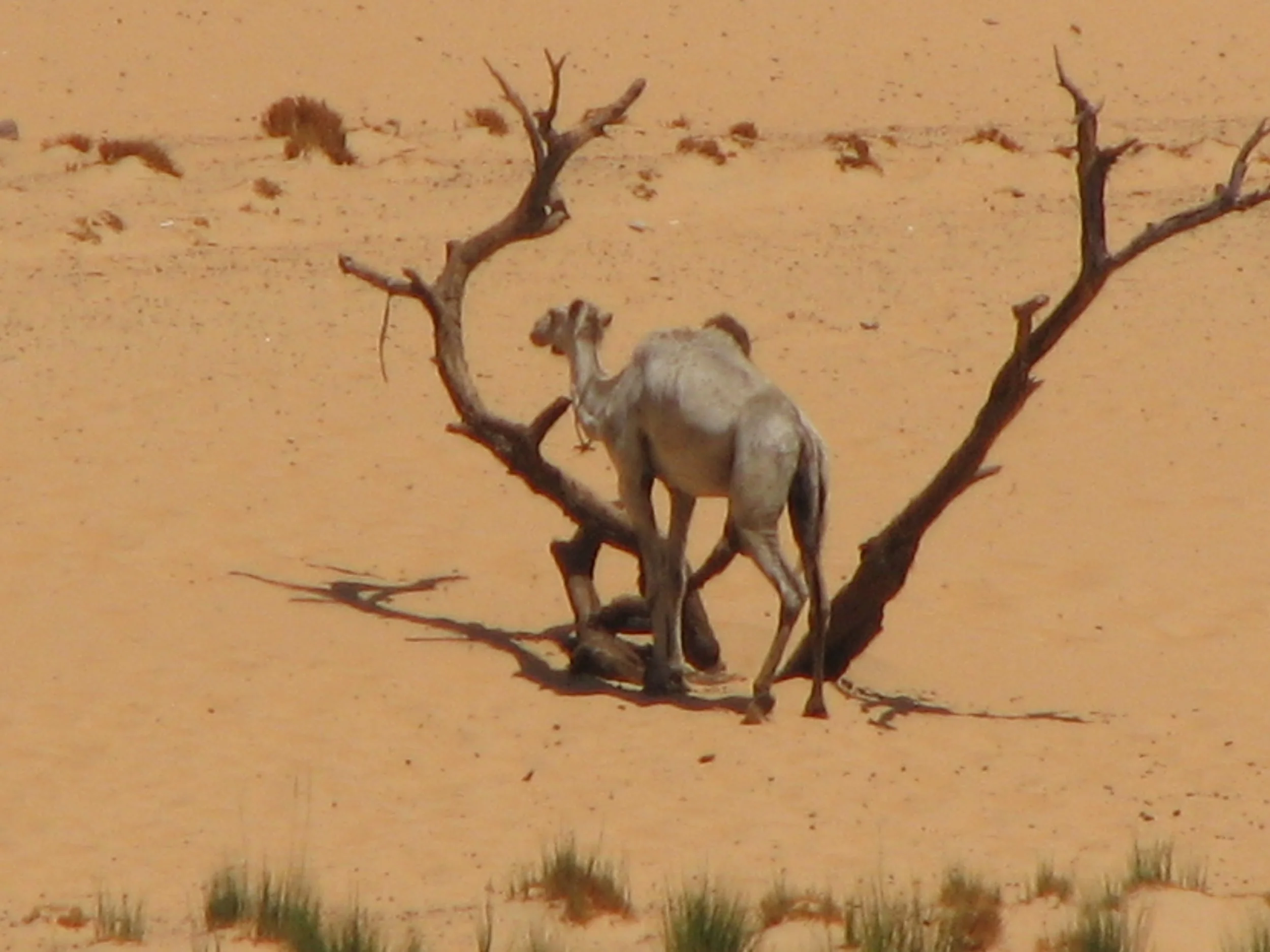 A camel we saw on our way to the Nubian Village, Aswan