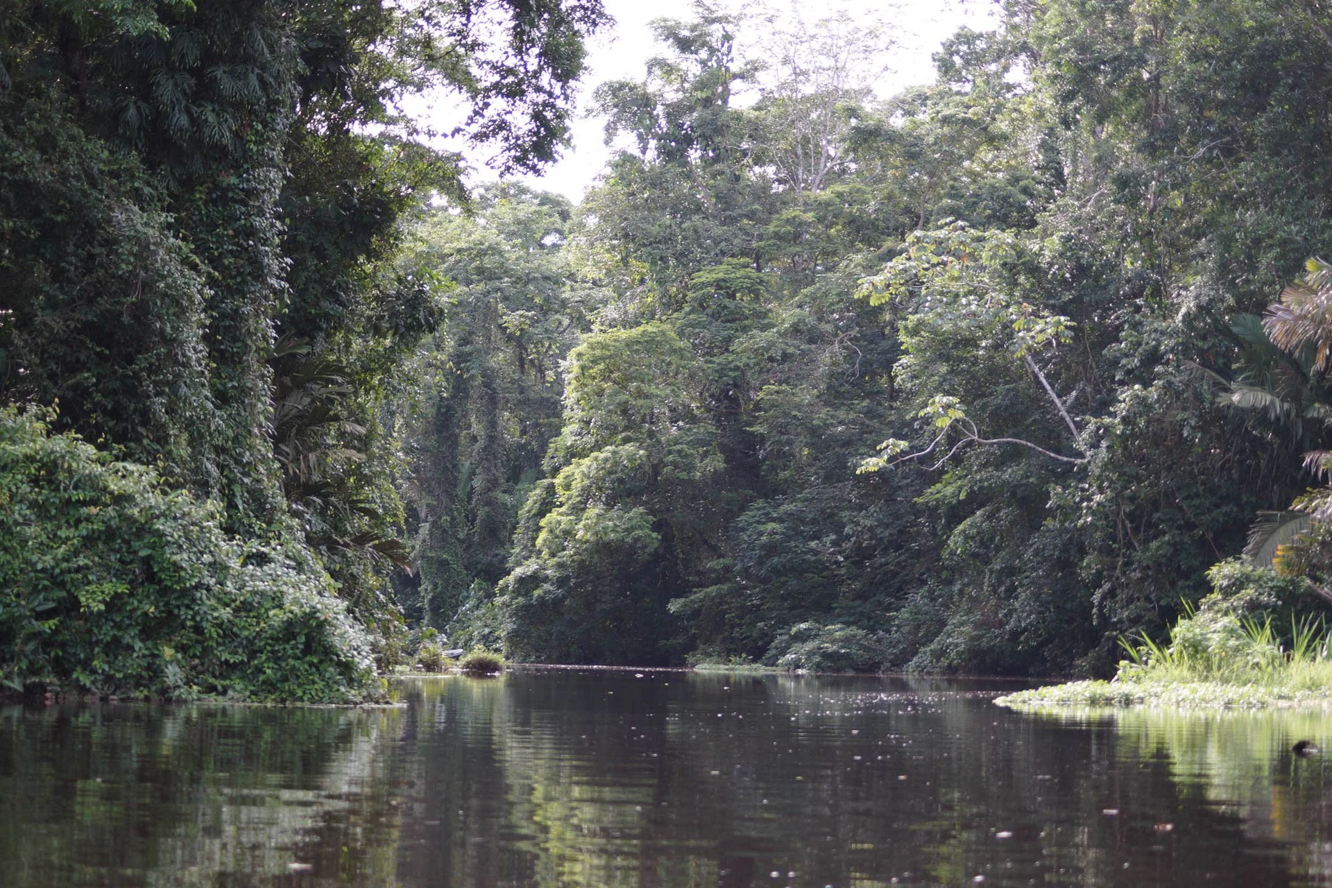 Mawamba Lodge - Tortuguero National Park. This picture always makes me think of Jurassic Park.