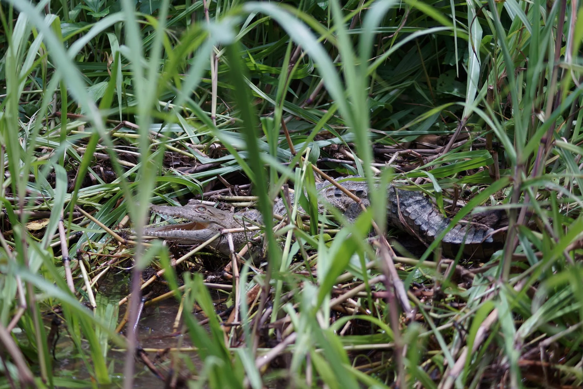 American Crocodile on the way to Mawamba Lodge