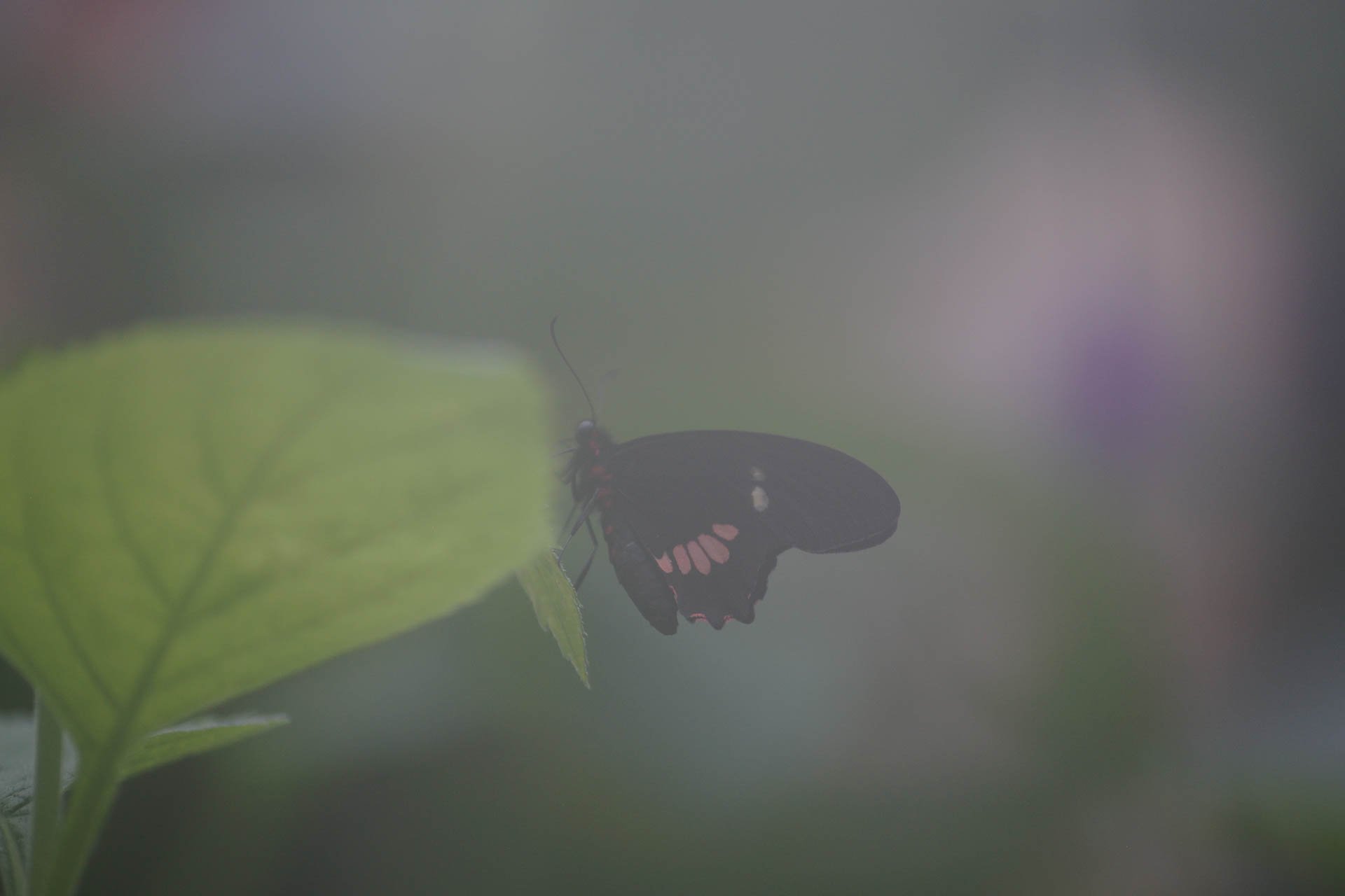 Butterfly Garden at Selvatura Park