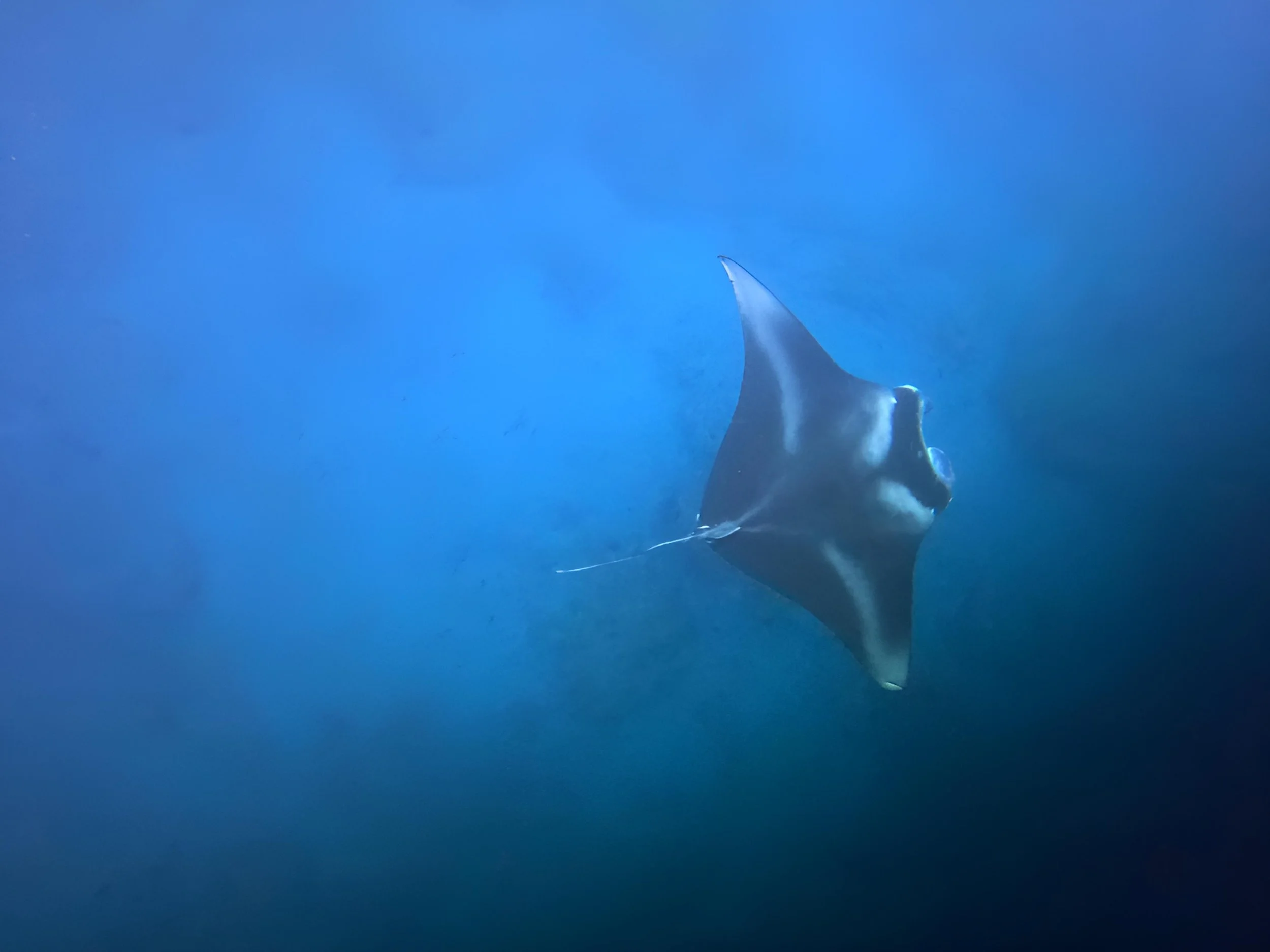 Big Island Hawaii - Manta Ray