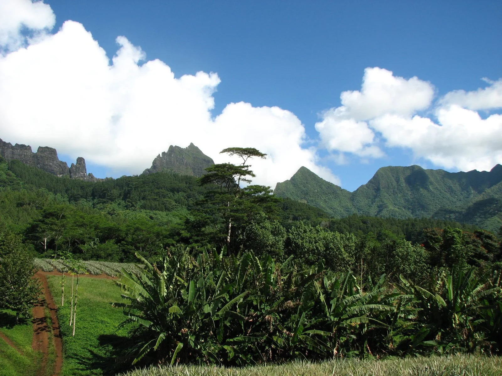 Moorea
