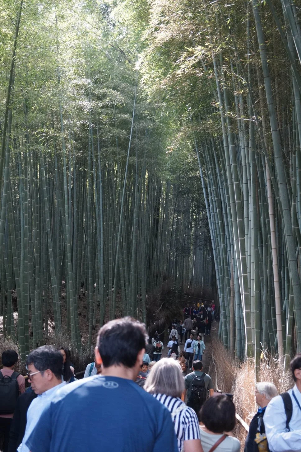 Kyoto - Arashiyama Bamboo Grove. I was disappointed in this place. It's a lot of hype but it's over-crowded and the walk to through the bamboo forest is short. 