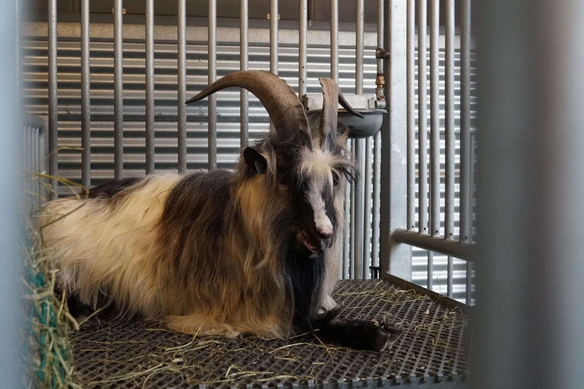 Iceland Zoo - Goat