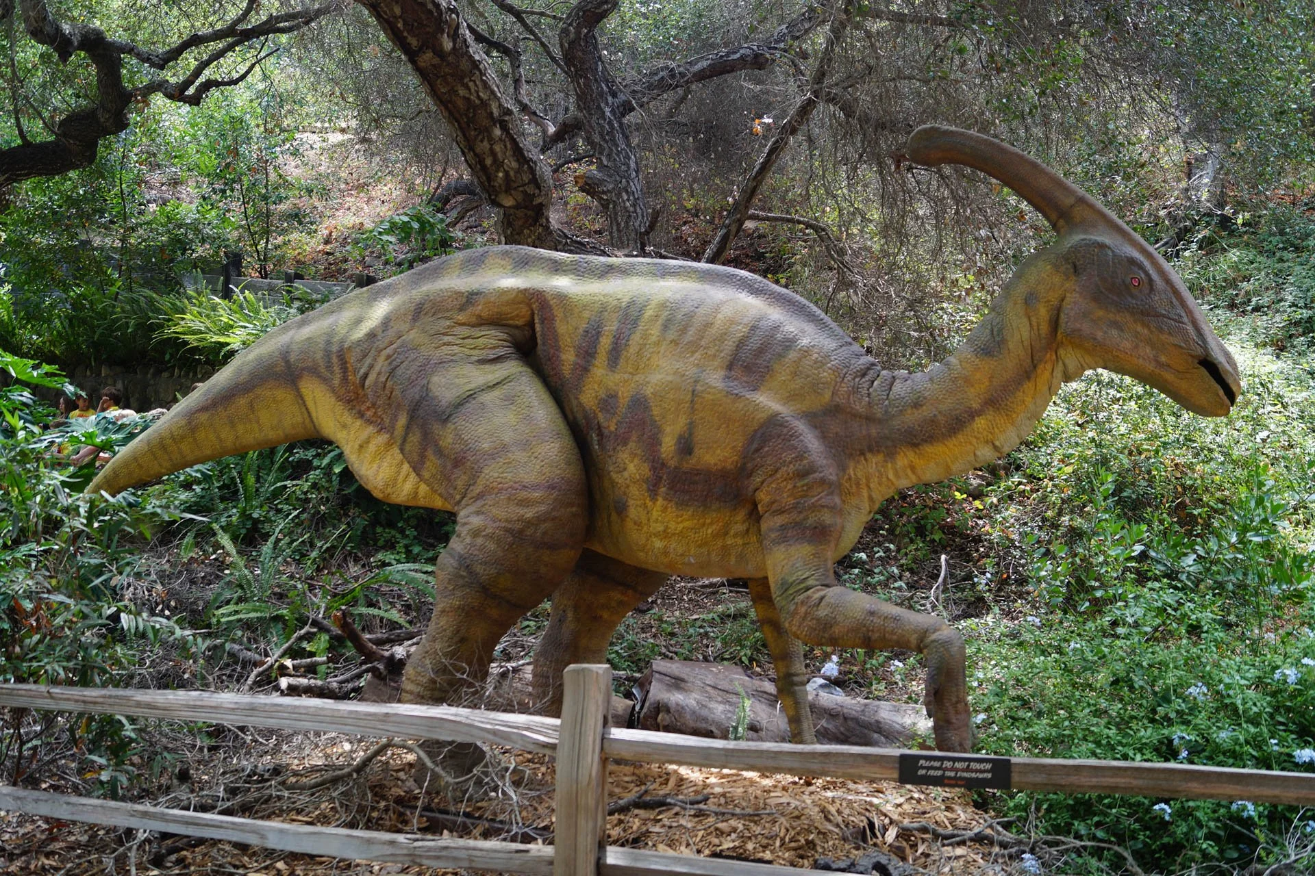 Museum of Natural History: Parasaurolophus