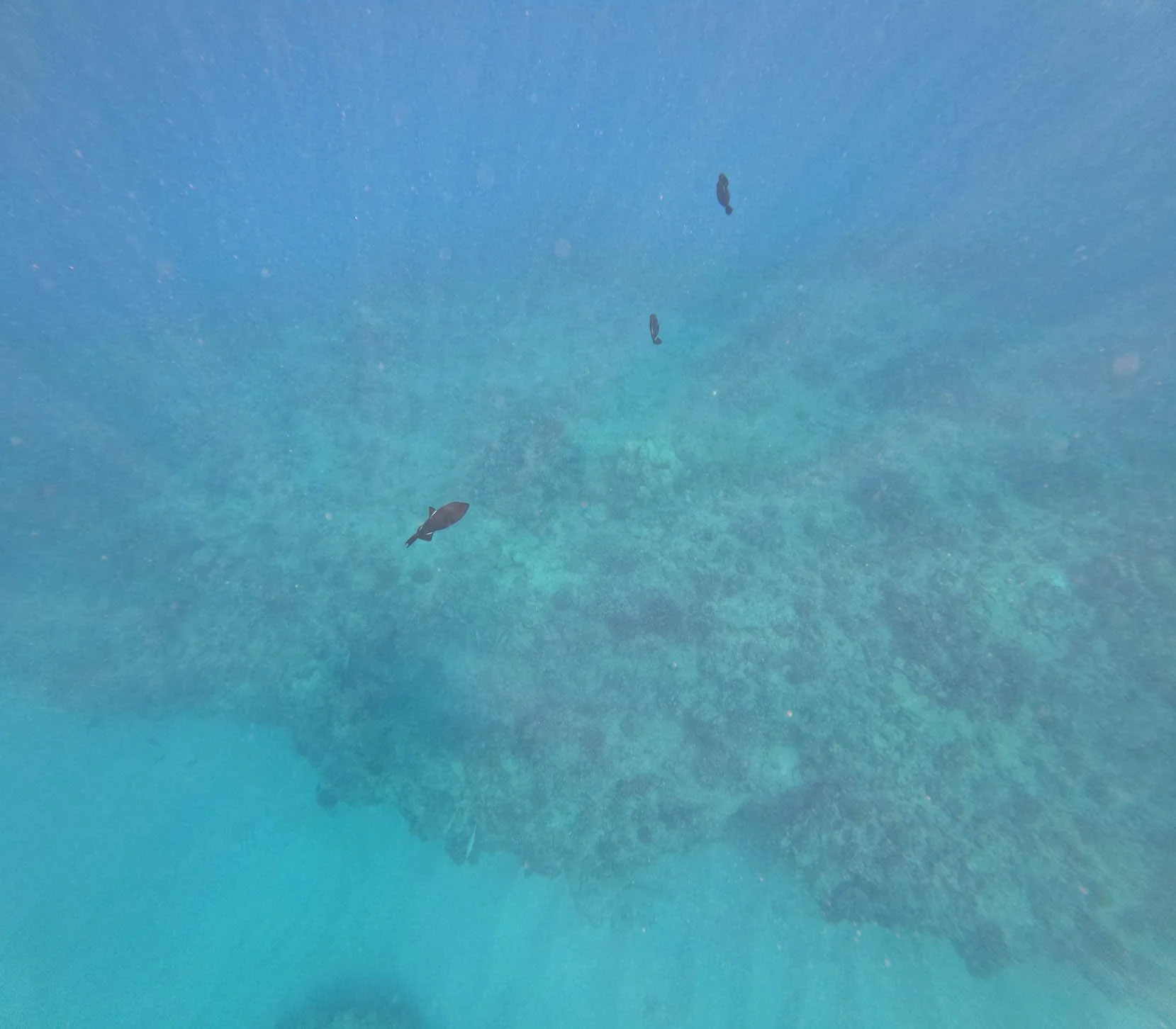 Oahu - Sea Turtle Snorkeling Excursion