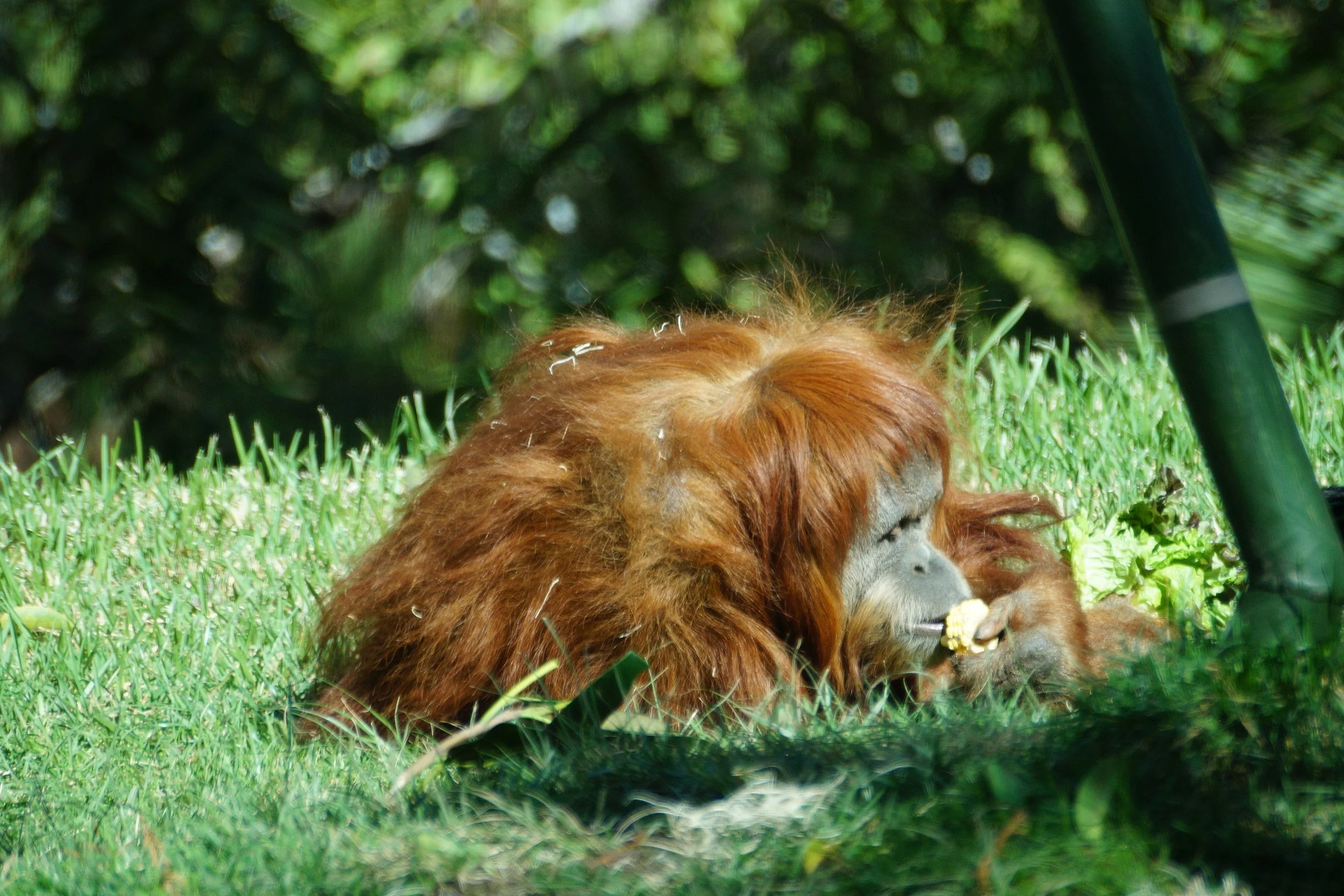 San Diego Zoo: Orangutan