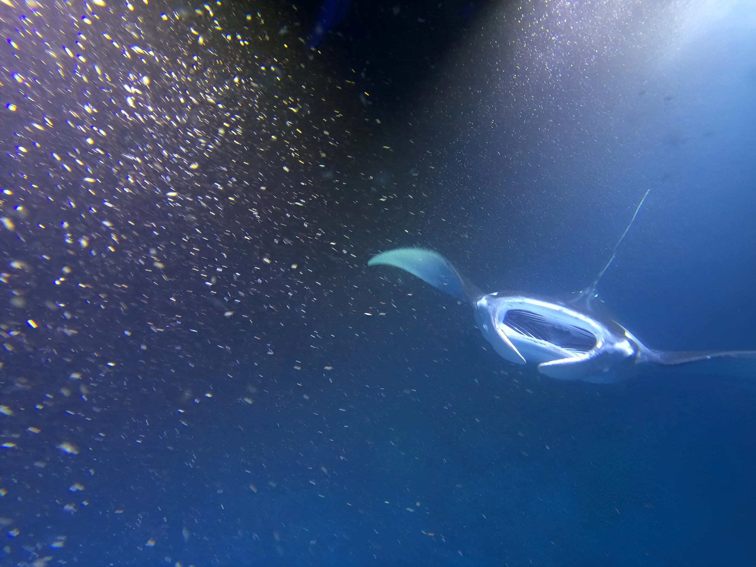 Big Island Hawaii - Manta Ray