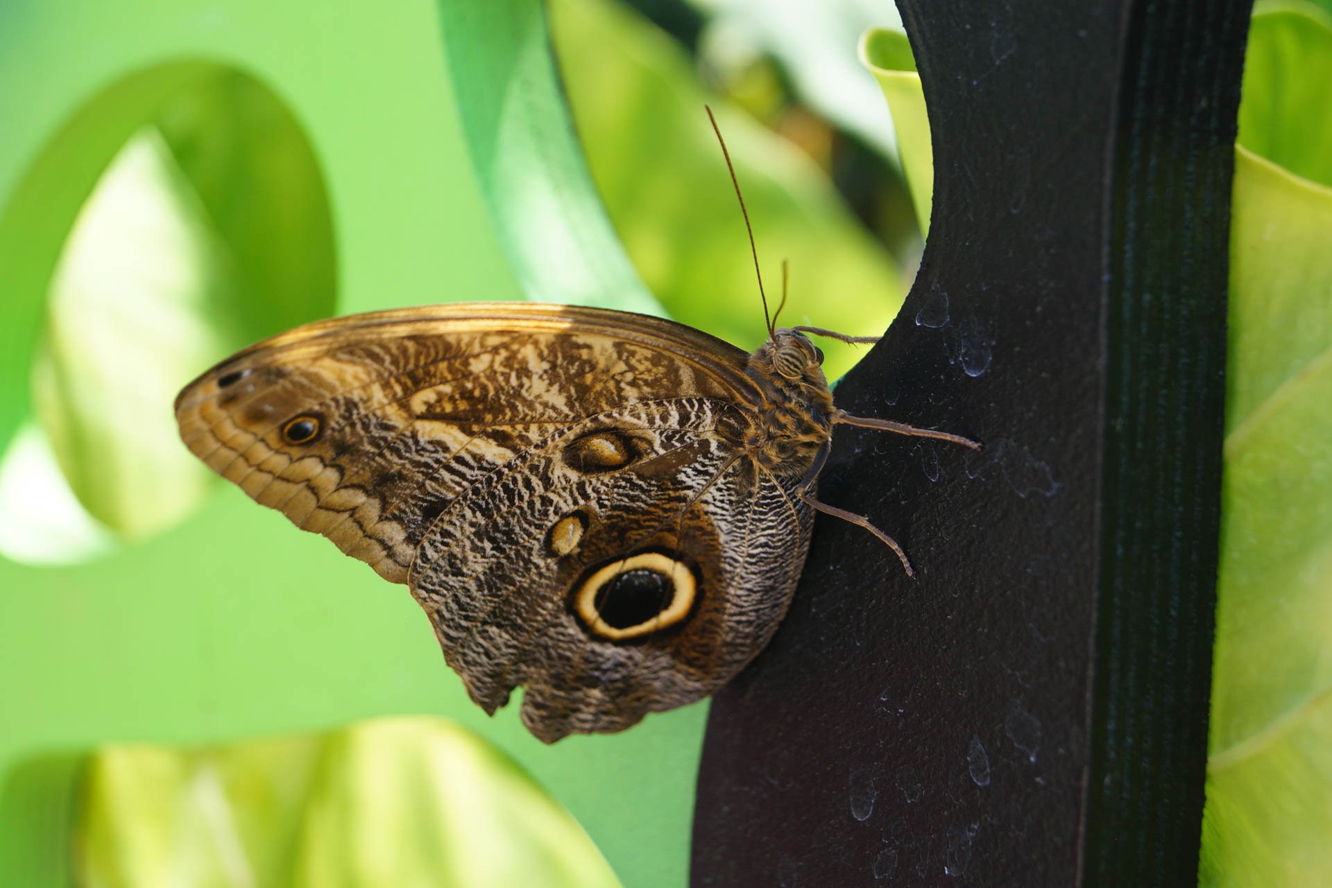 Museum of Natural History: Butterflies Alive – Owl Butterfly