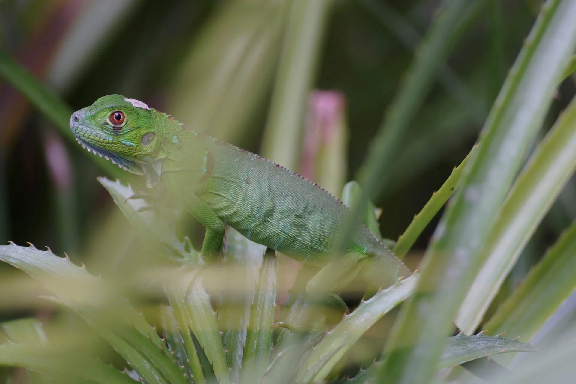Mawamba Lodge - Baby Iguana