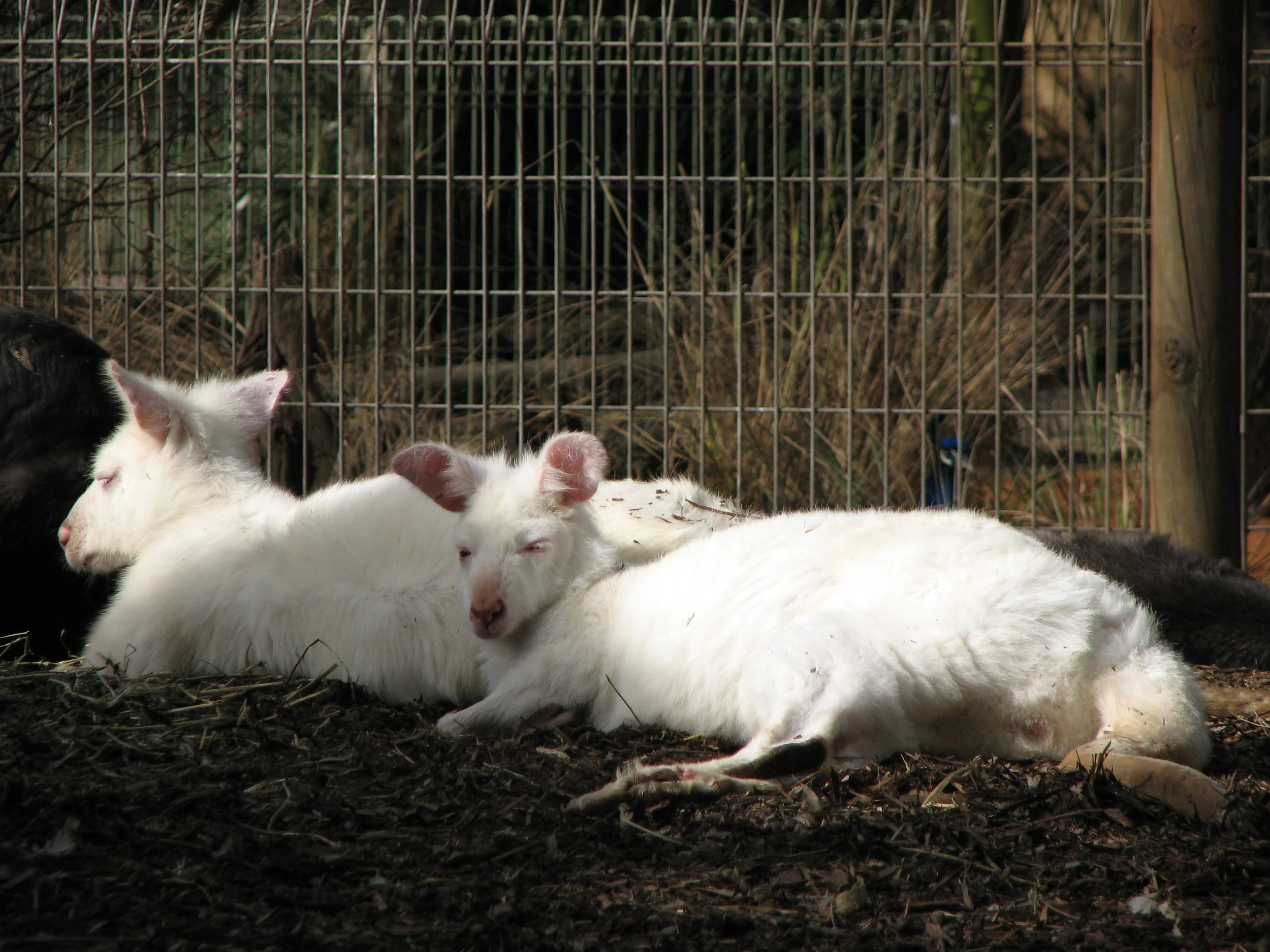 Featherdale Sydney Wildlife Park - Albino Kangaroos