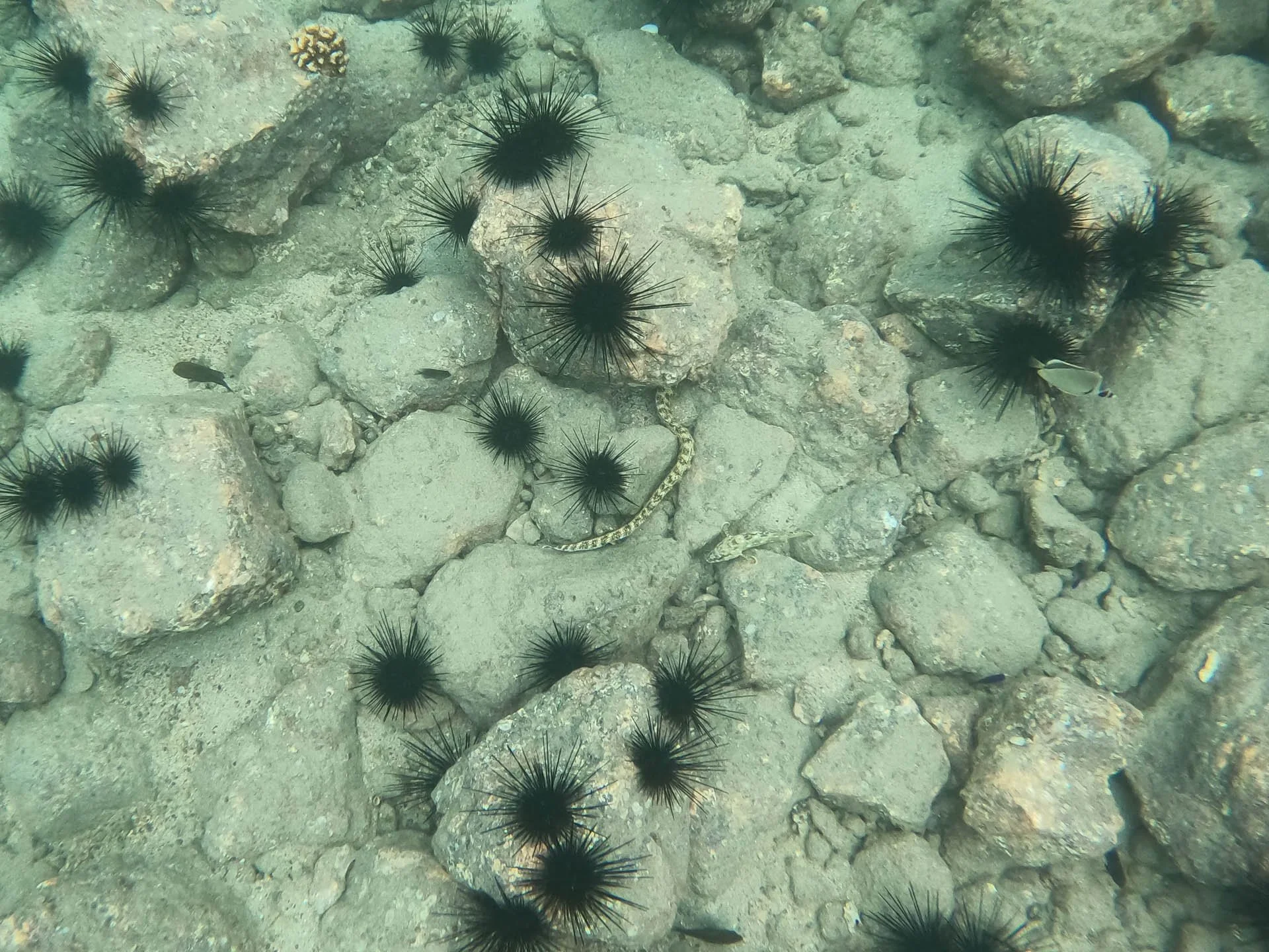 Snorkeling Golfo Papgayo - Snake Eel