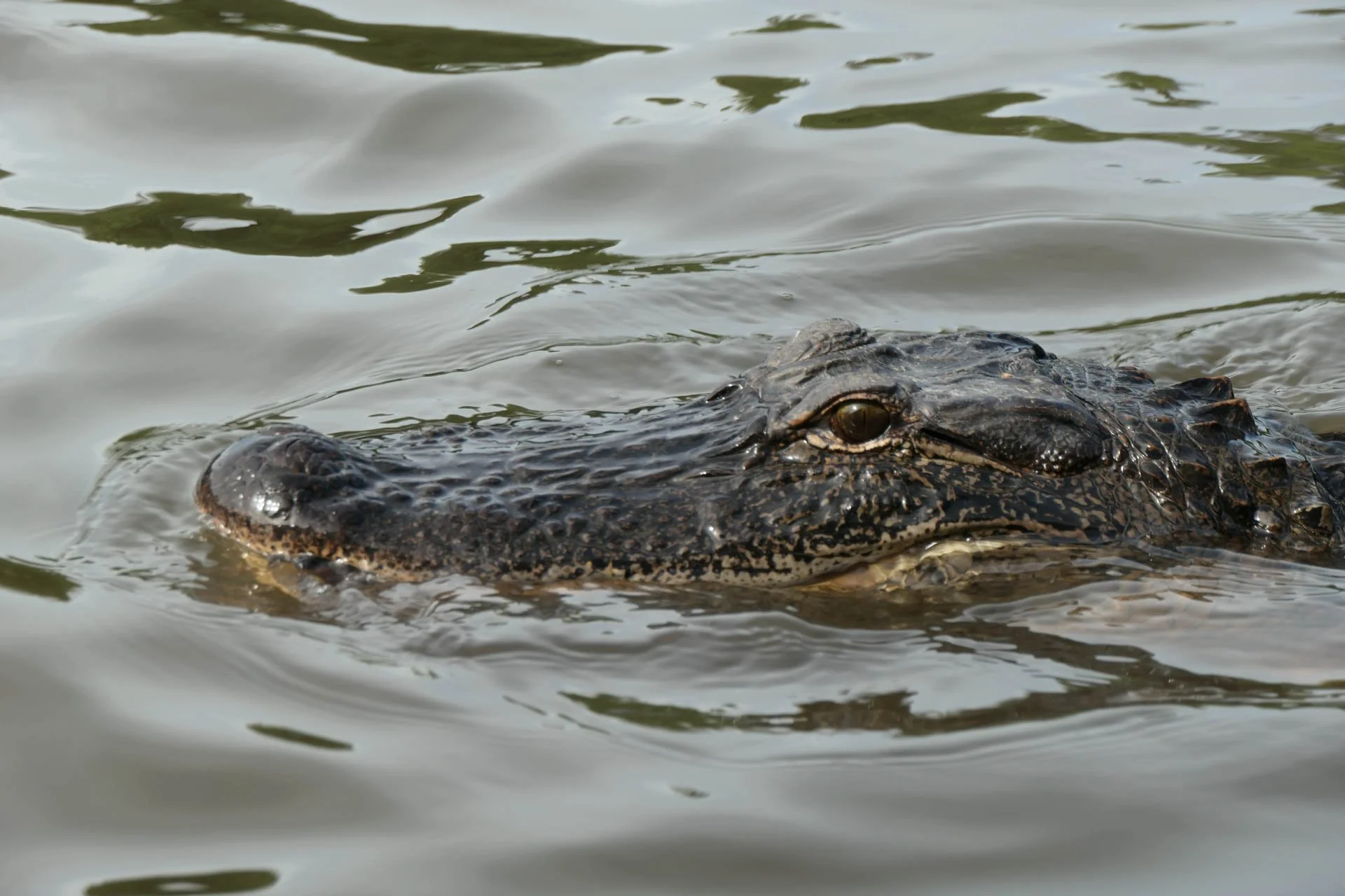 Cajun Experiences Swam Tour - Alligator