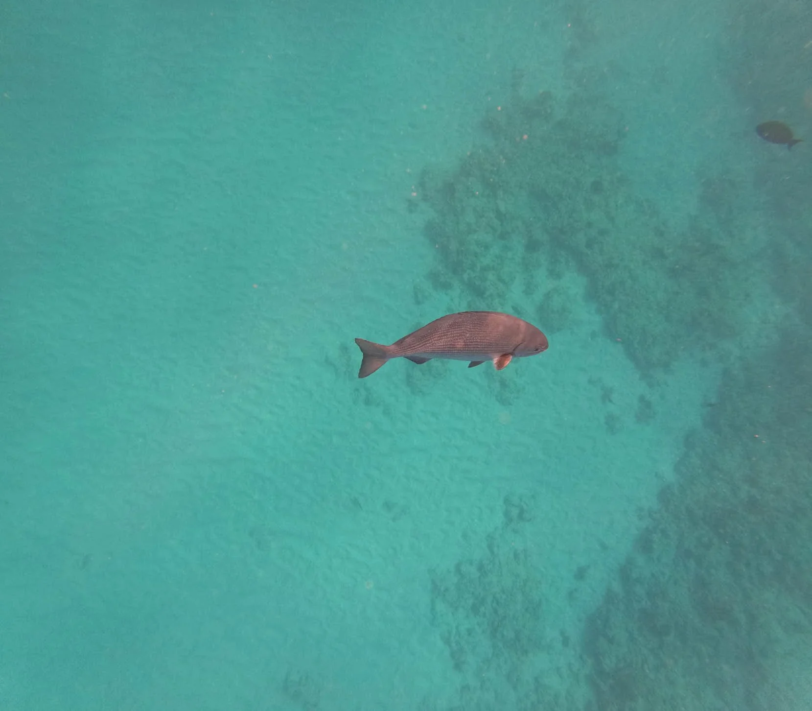 Oahu - Sea Turtle Snorkeling Excursion