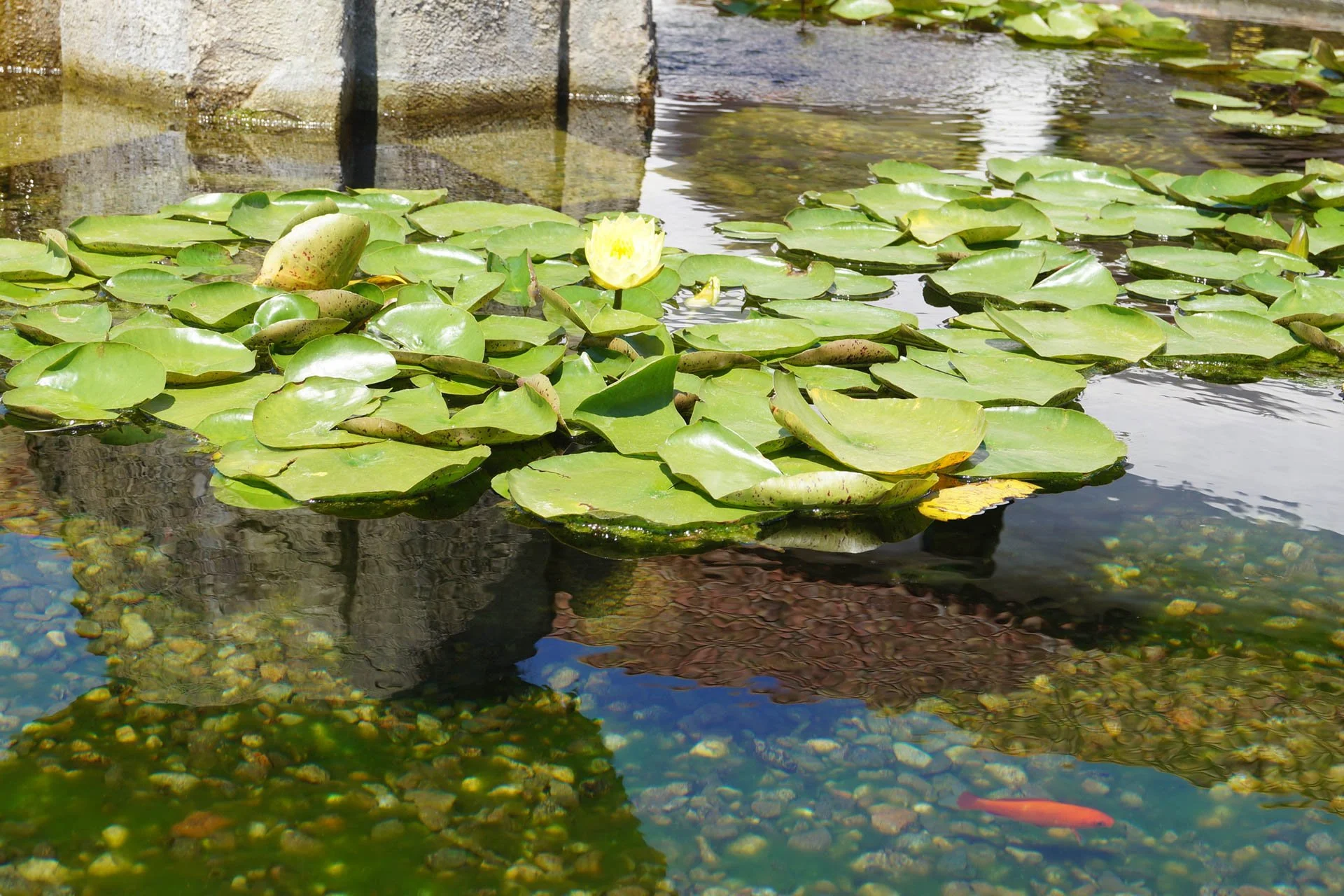 Mission Santa Barbara: Lilly Pad and Fish