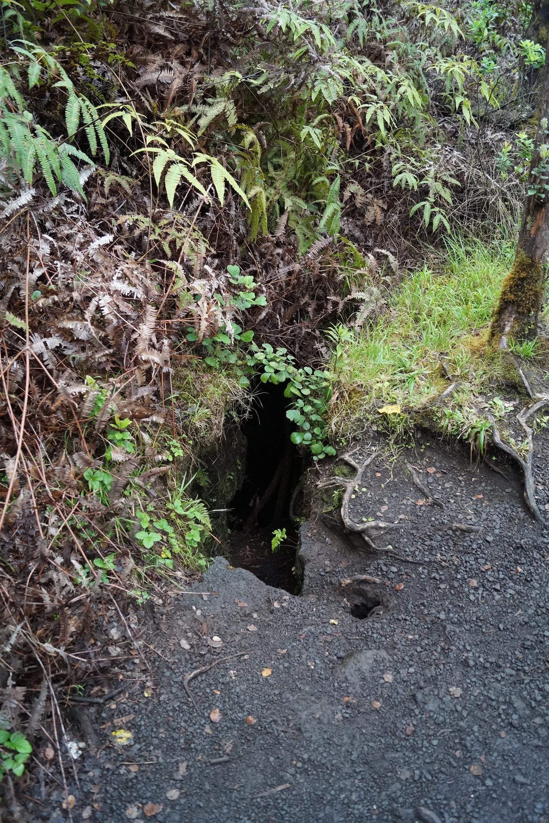 Volcanoes National Park - Thurston Lava Tube Hike