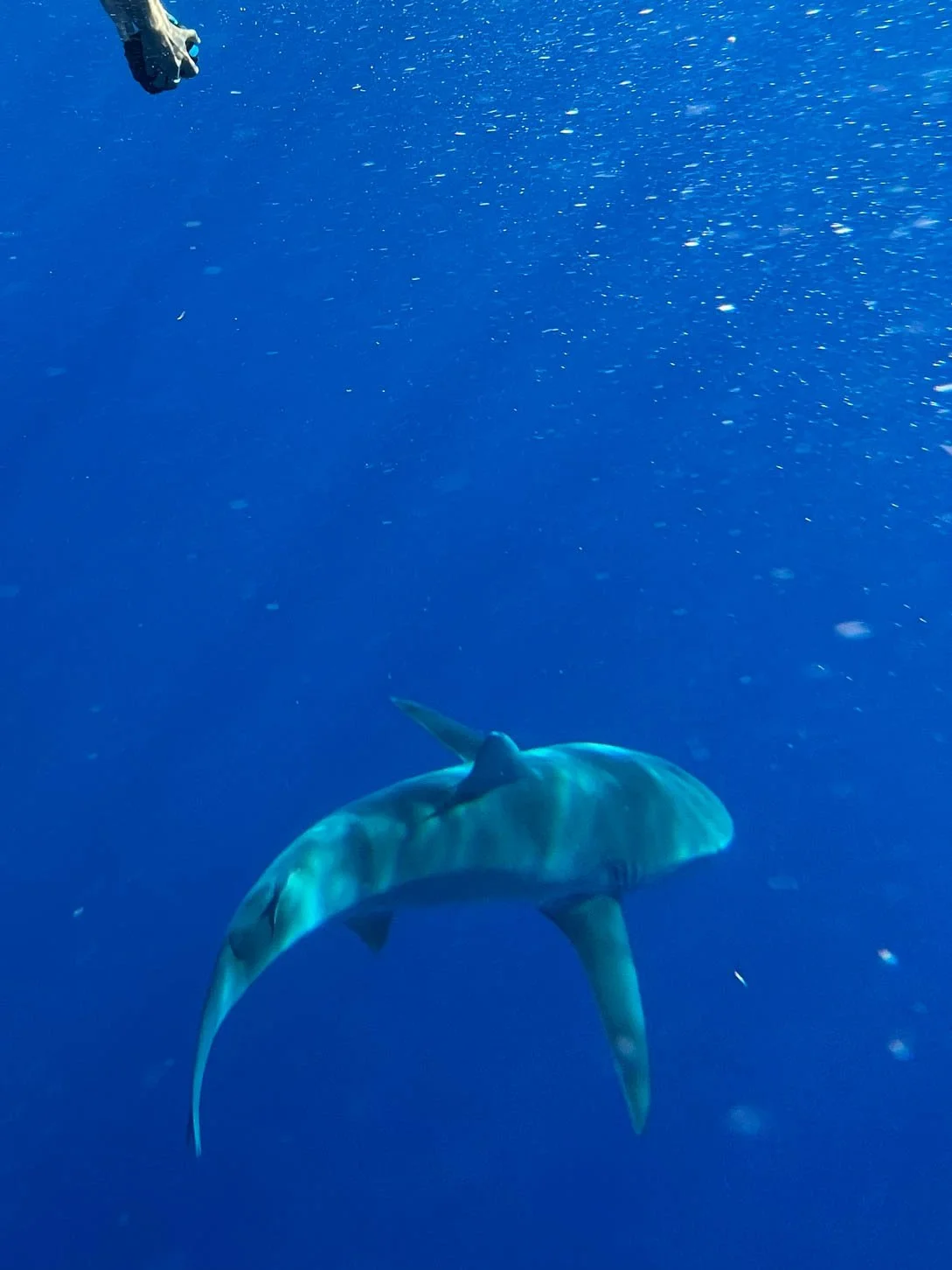 Oahu - Shark Diving -  Galapagos Shark. I went on a Shark snorkeling excursion off the North Shore Oahu, Hawaii. It was snorkeling in open ocean and not in a cage. The sharks were weary of us and did not get closer than 25 or 30 feet. The sharks know