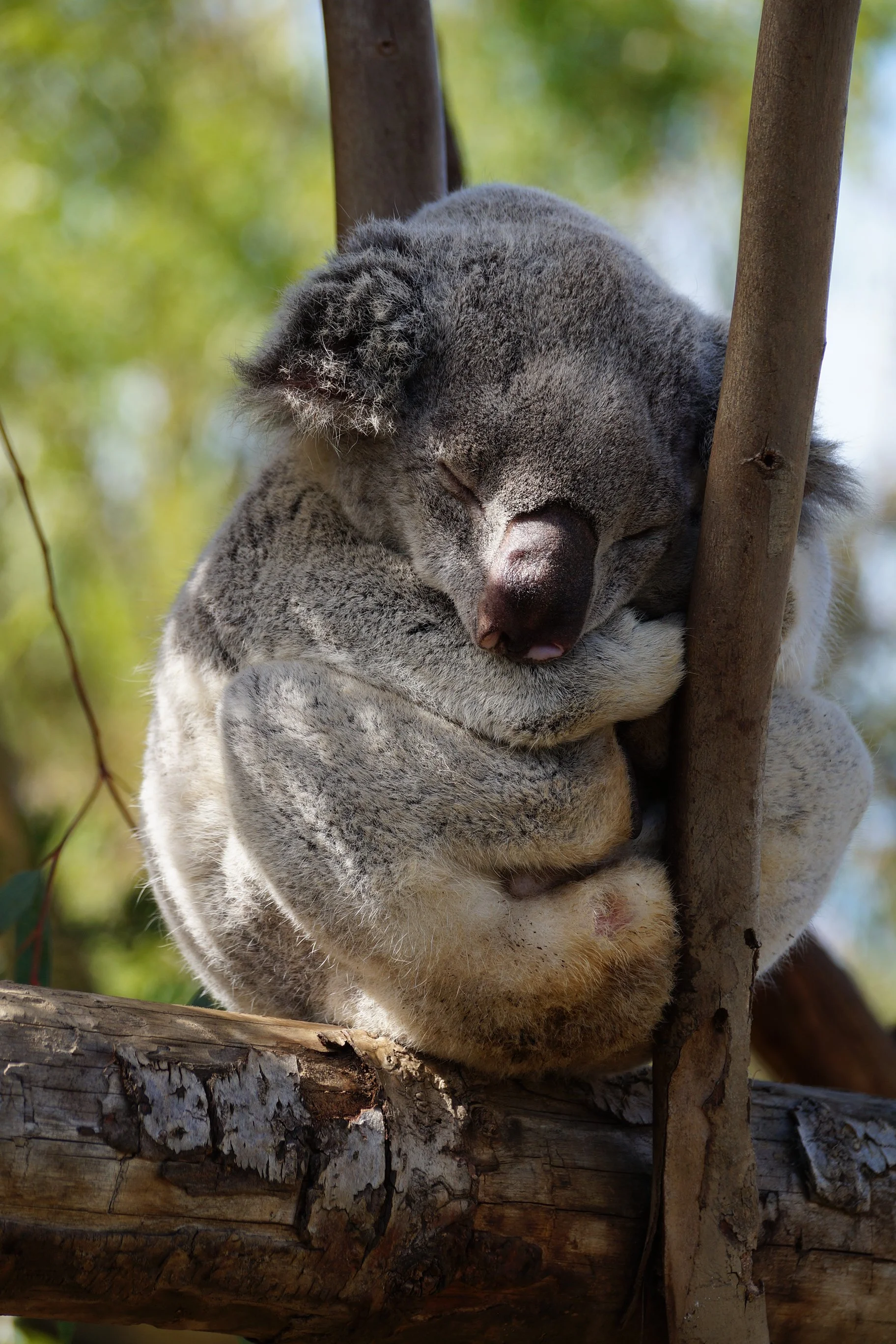 San Diego Zoo: Koala