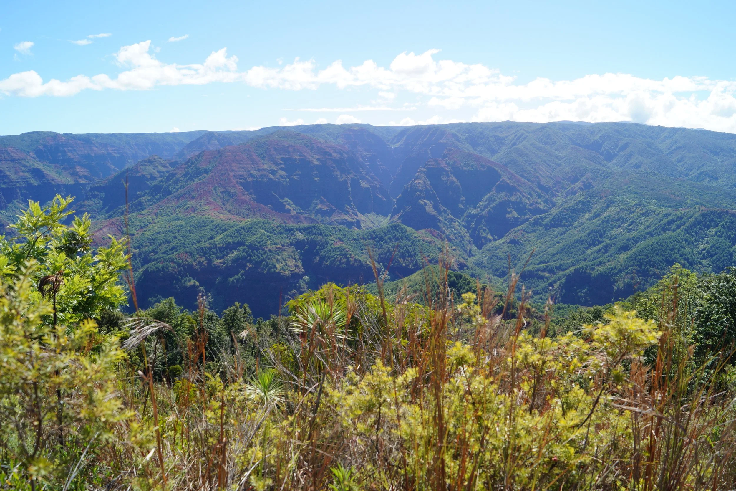 Waimea Canyon - Iliau Nature Loop