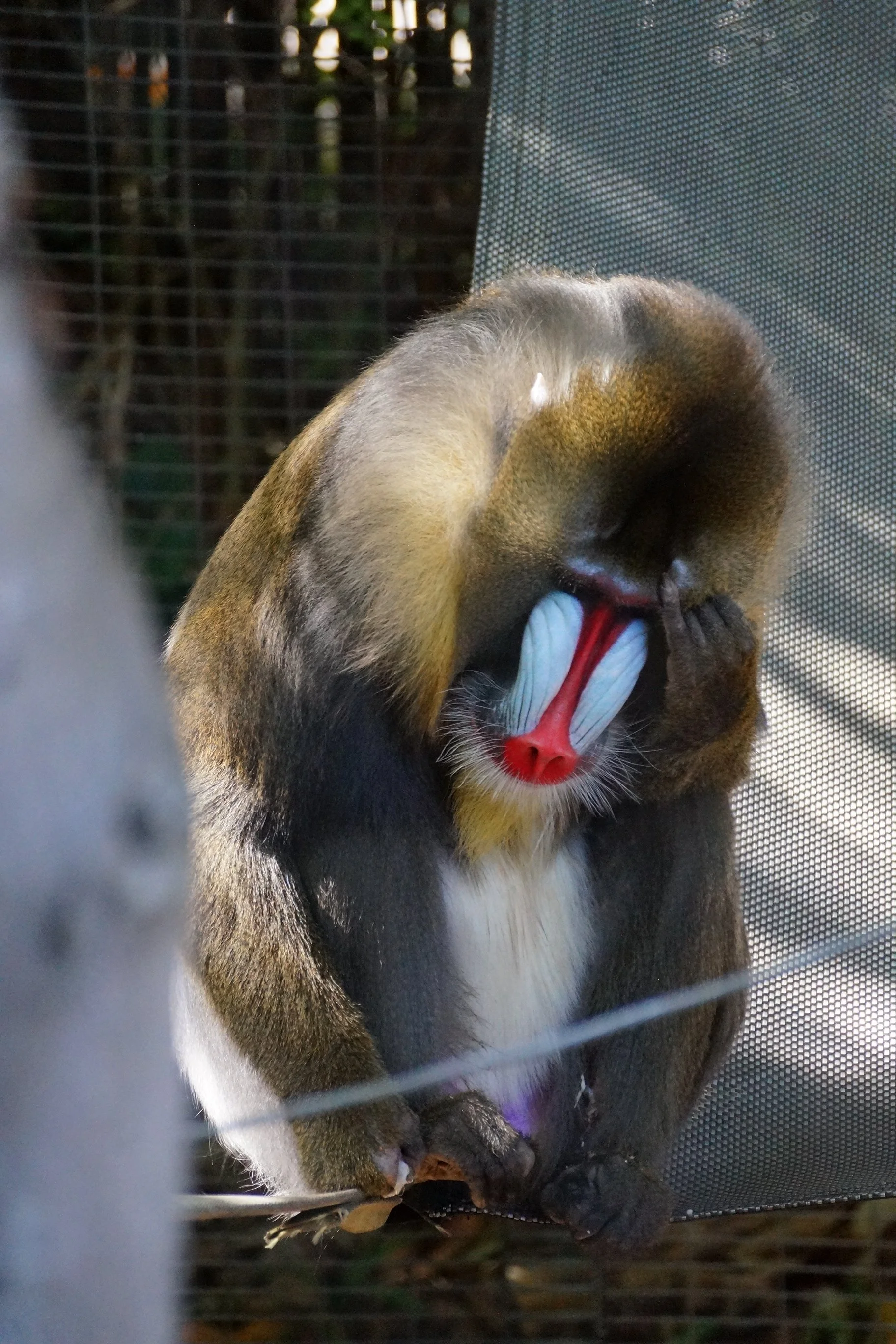 San Diego Zoo: Mandrill