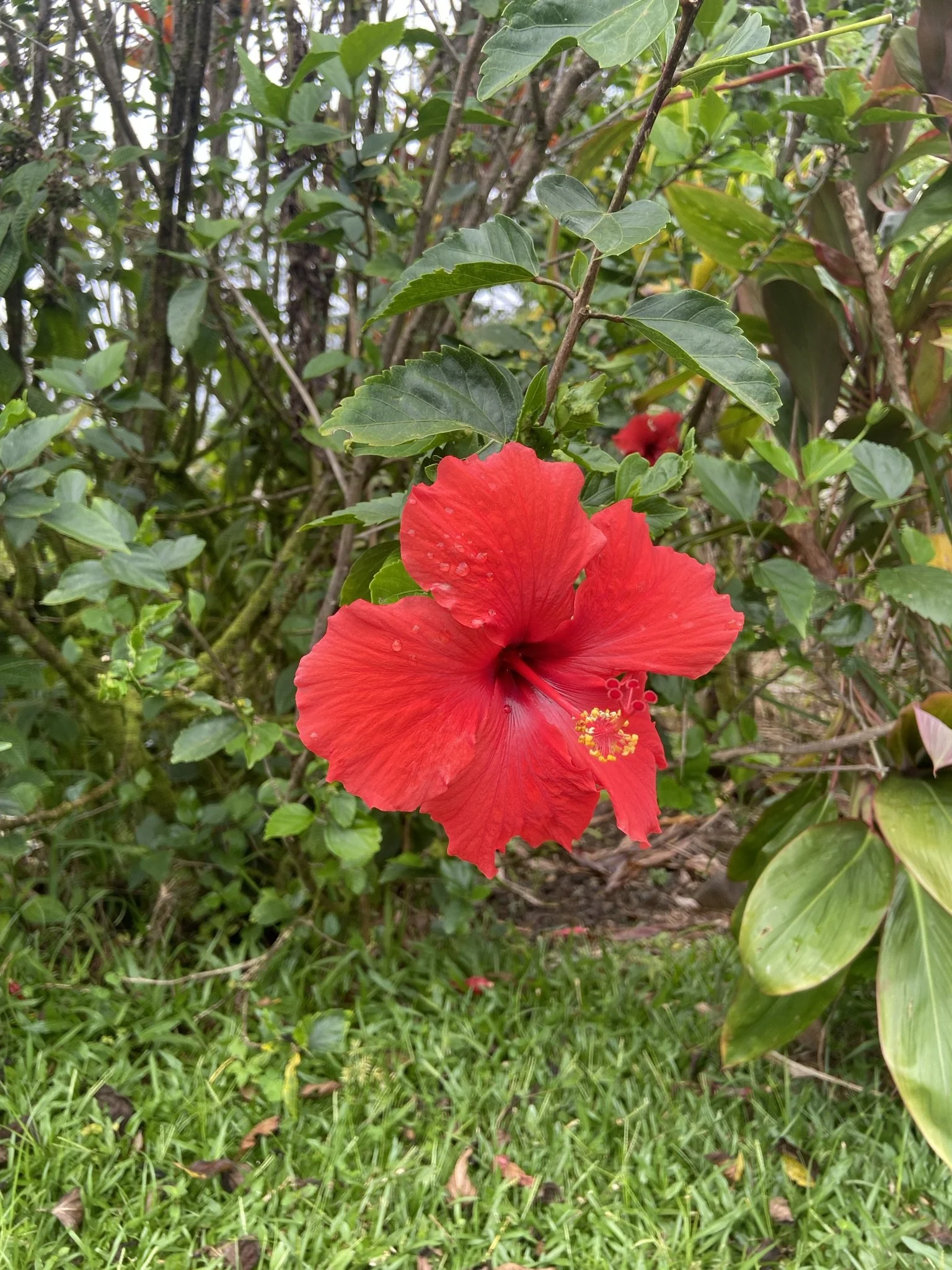 Scenic Drive - Akaka Falls