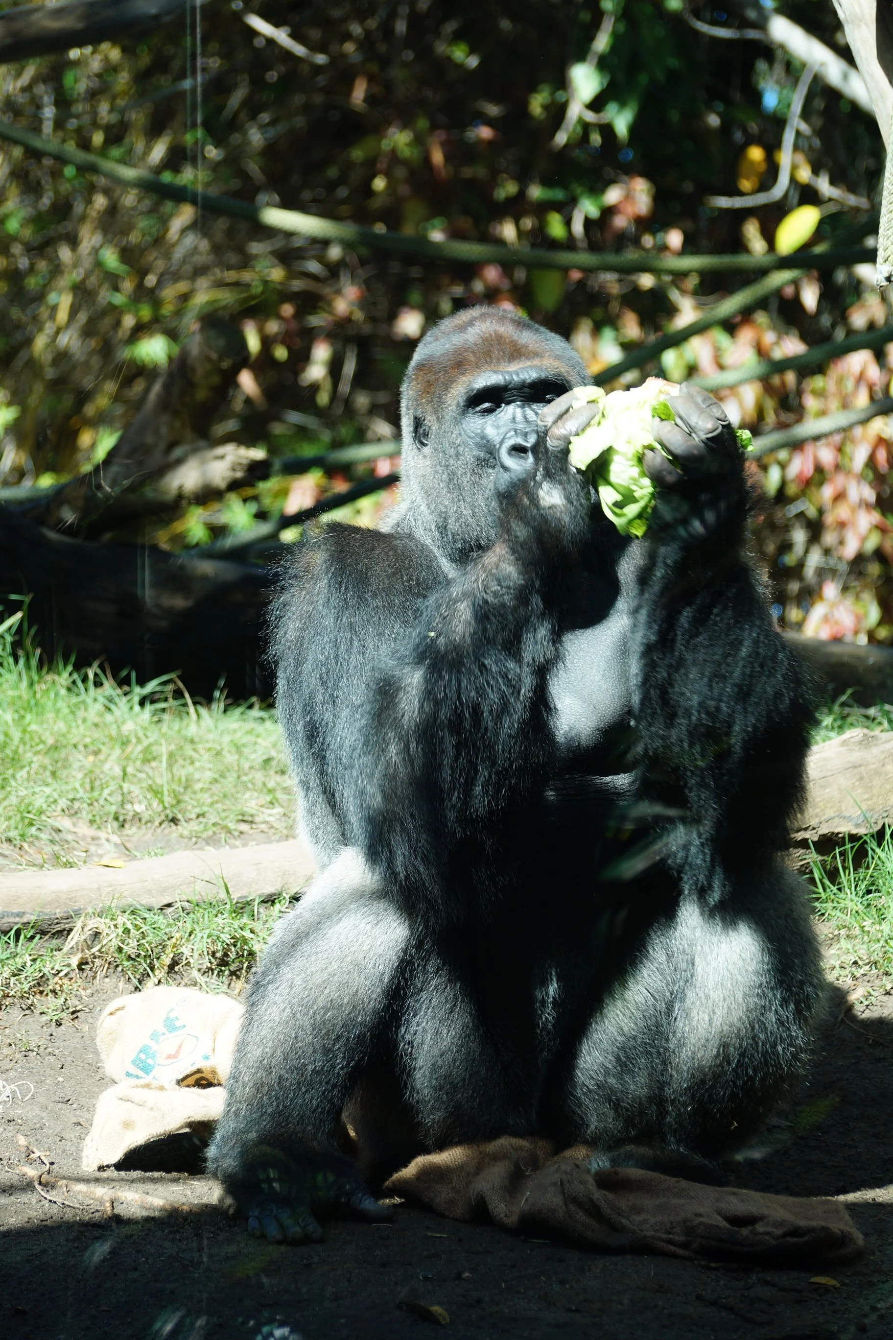 San Diego Zoo: Western Lowland Gorilla