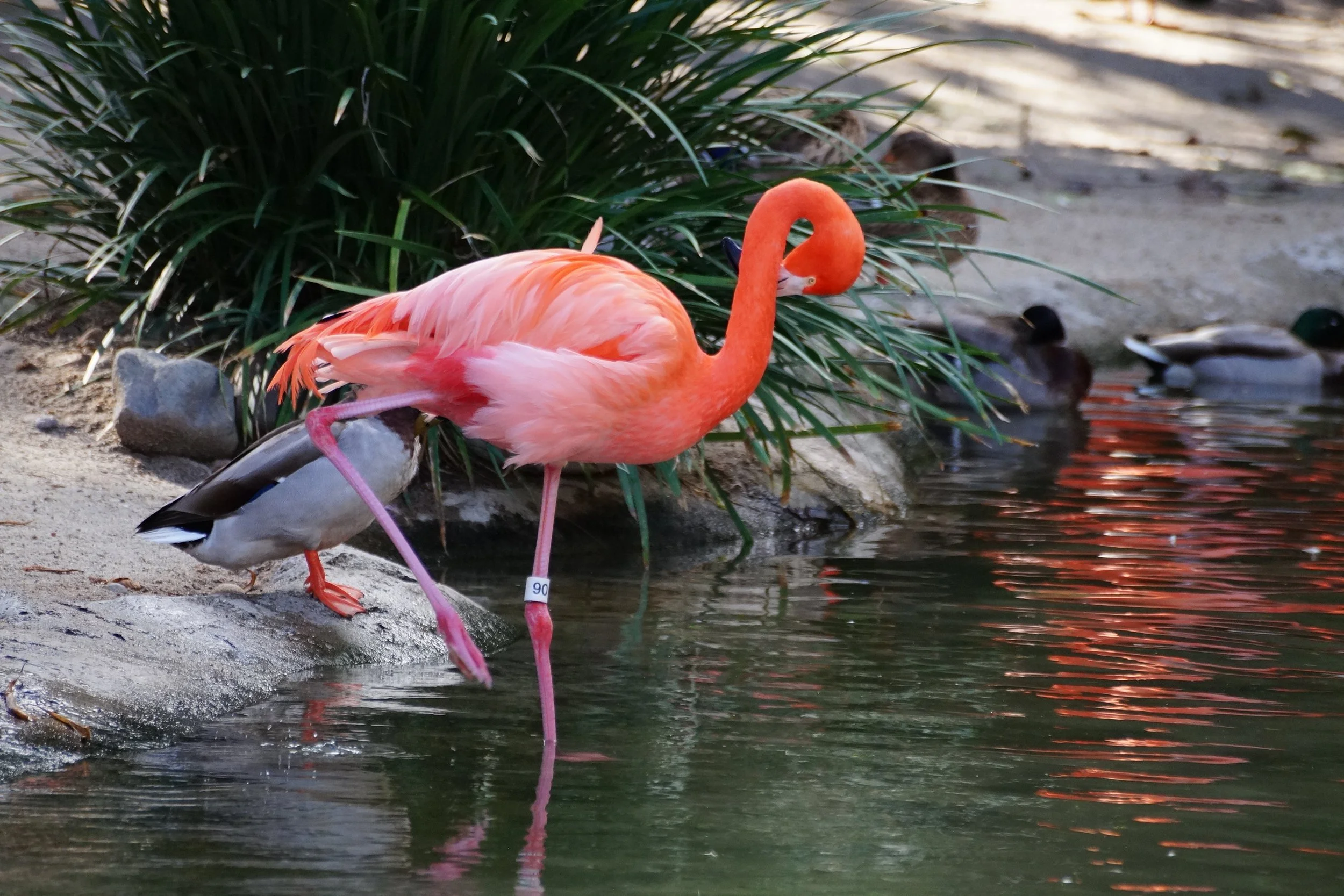 San Diego Zoo: Flamingo