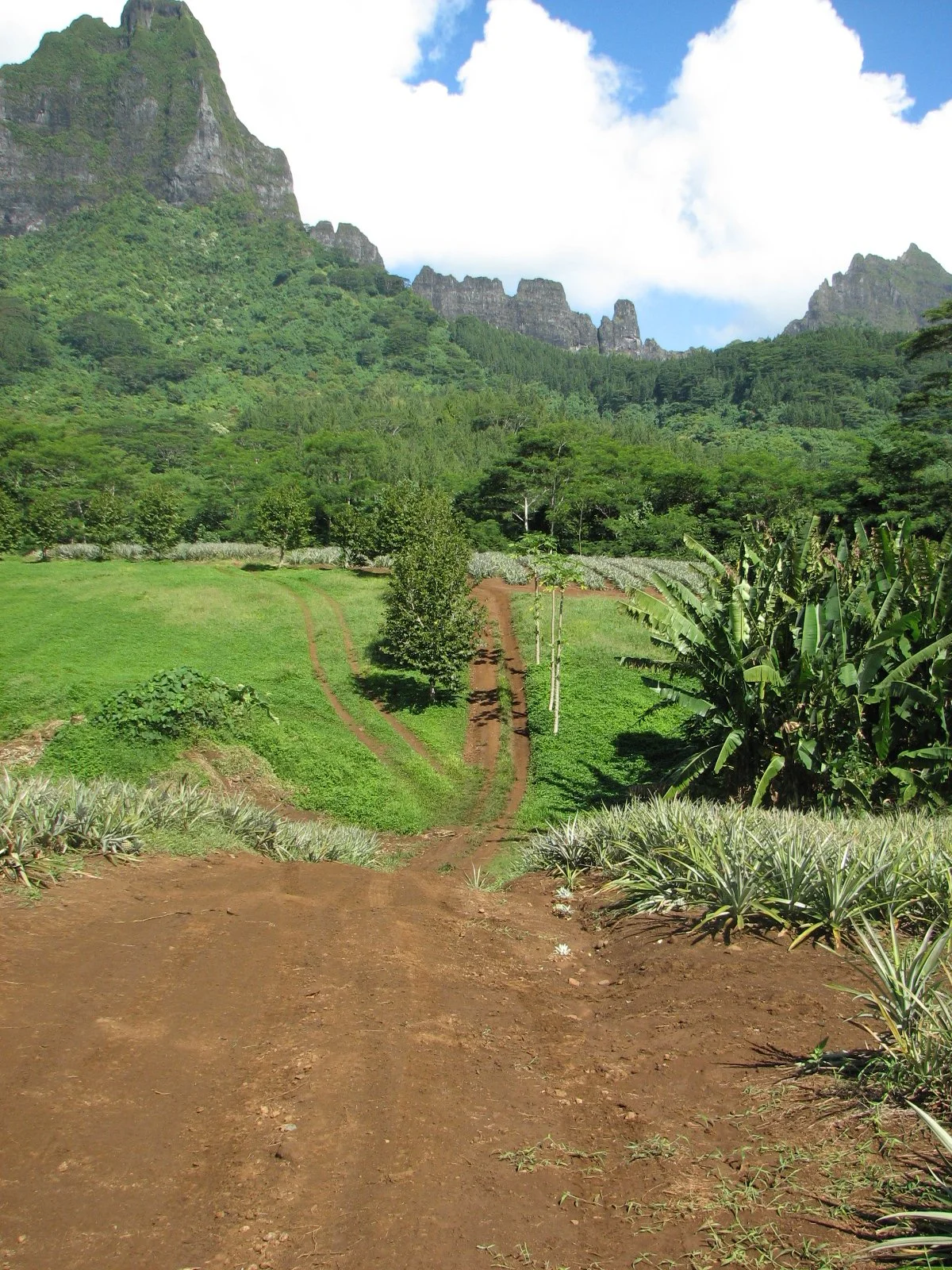 Moorea