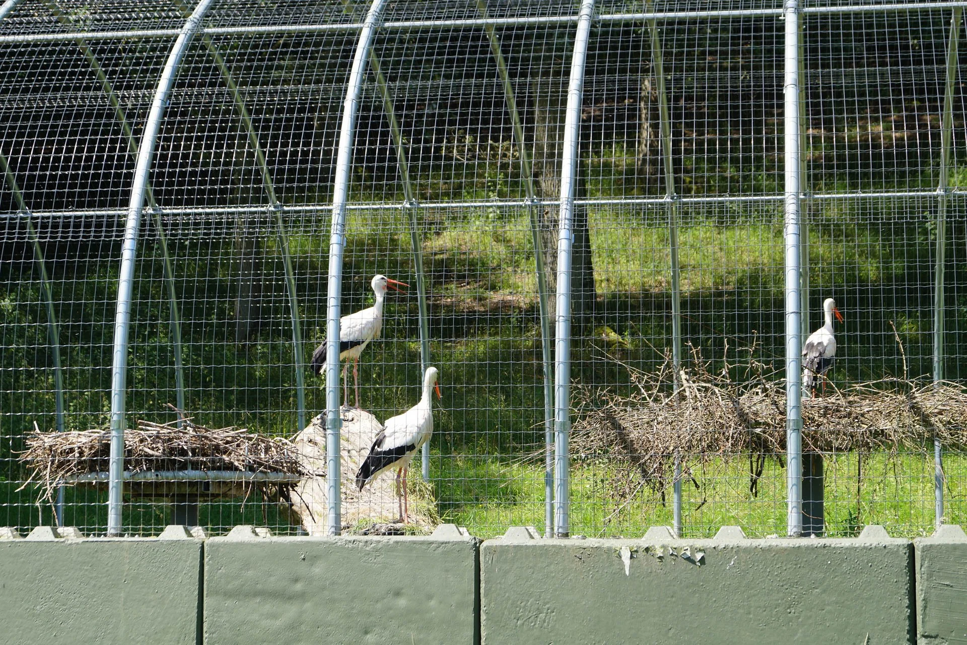 Grotte de Han - Wildlife Park, White Storks