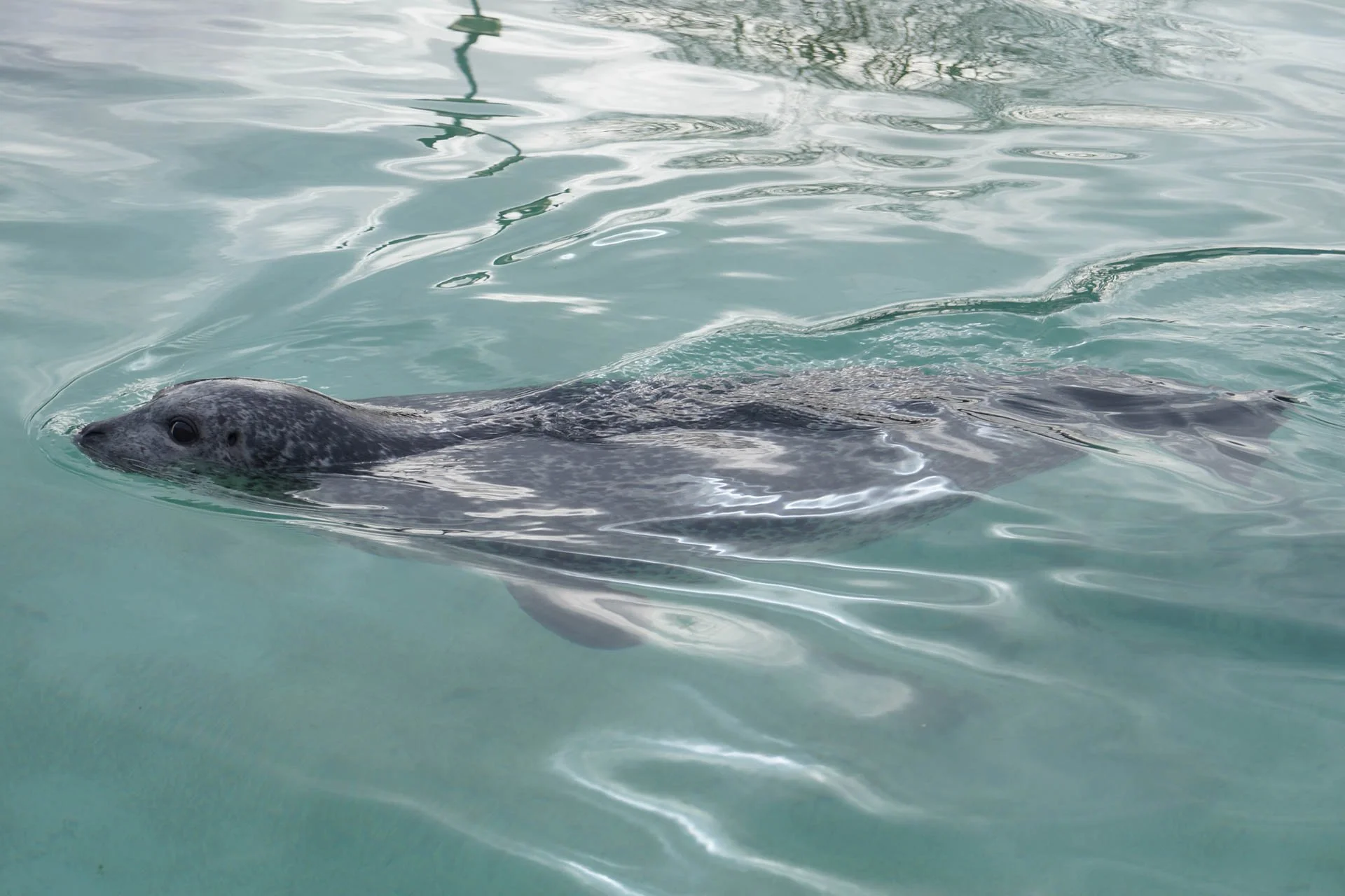 Iceland Zoo - Seals