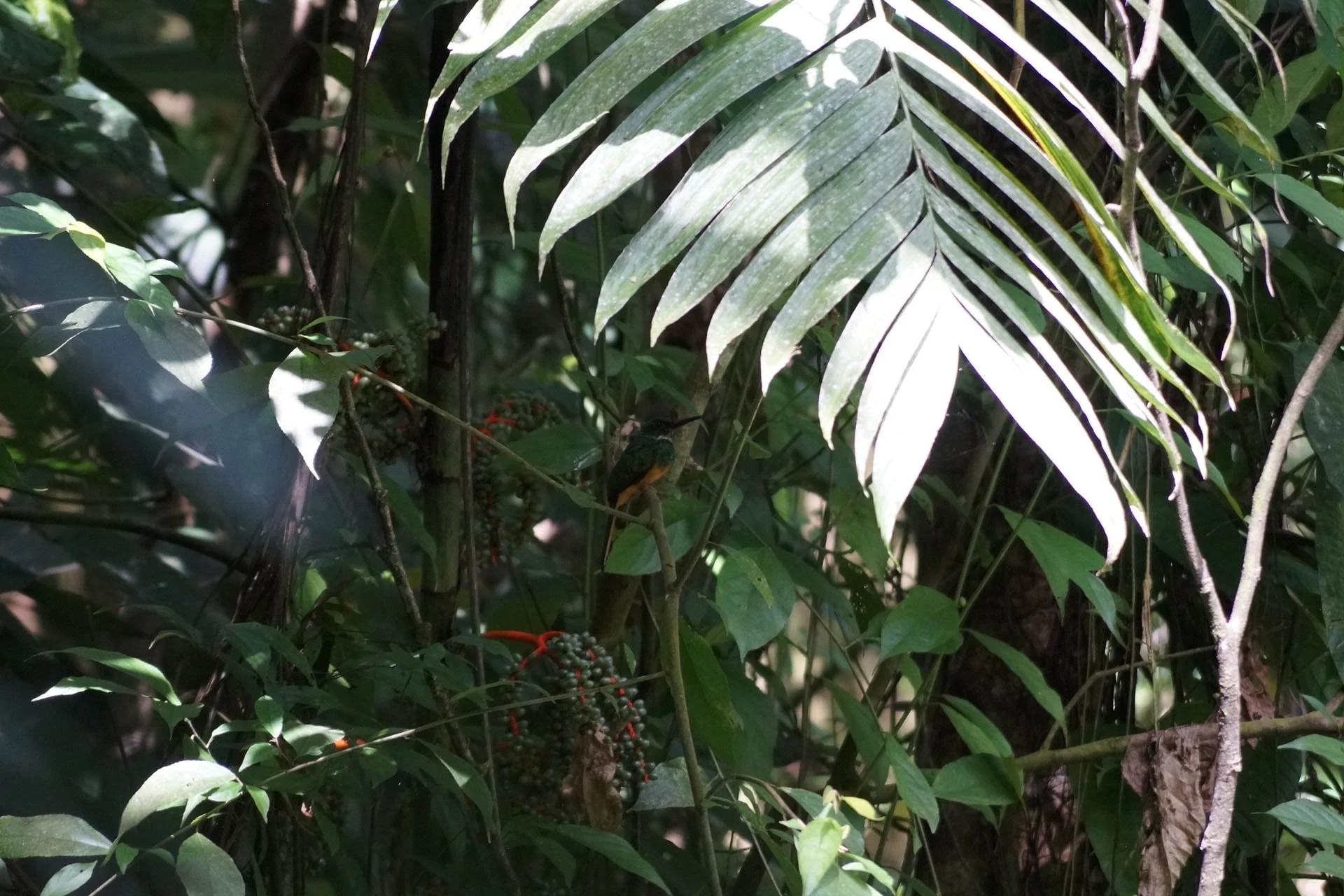 Ecocentro Danaus - Rufous-Tailed Jacamar