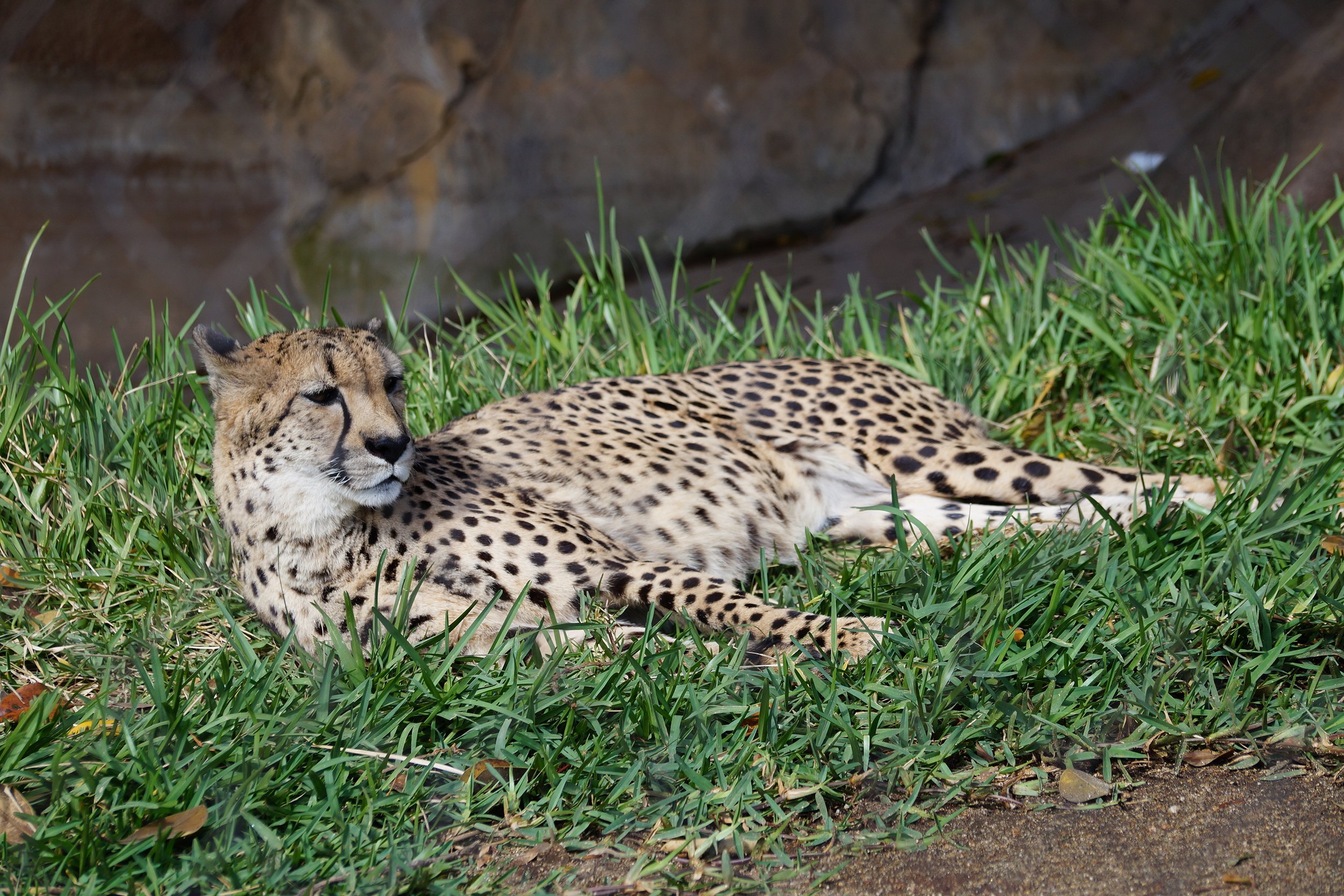San Diego Zoo: Cheetah